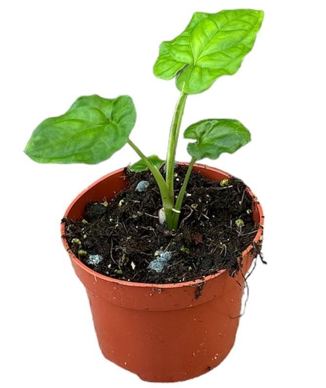 Purpurtute - Syngonium Steyermarkii - Ø10,5cm - ↕15cm