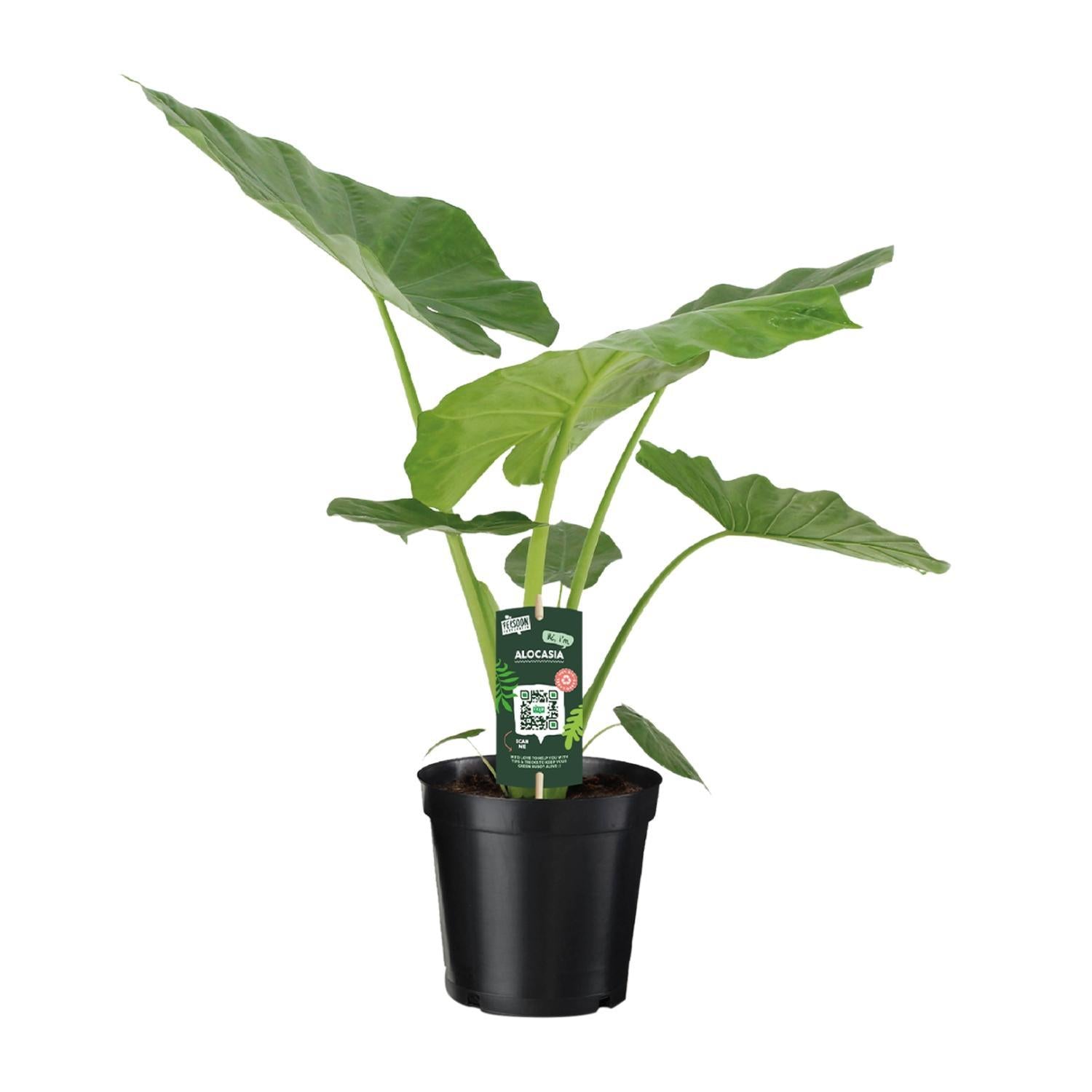 Riesen-Elefanten-Ohr oder Giant Taro - Alocasia Macrorrhiza - Ø19cm - ↕70cm