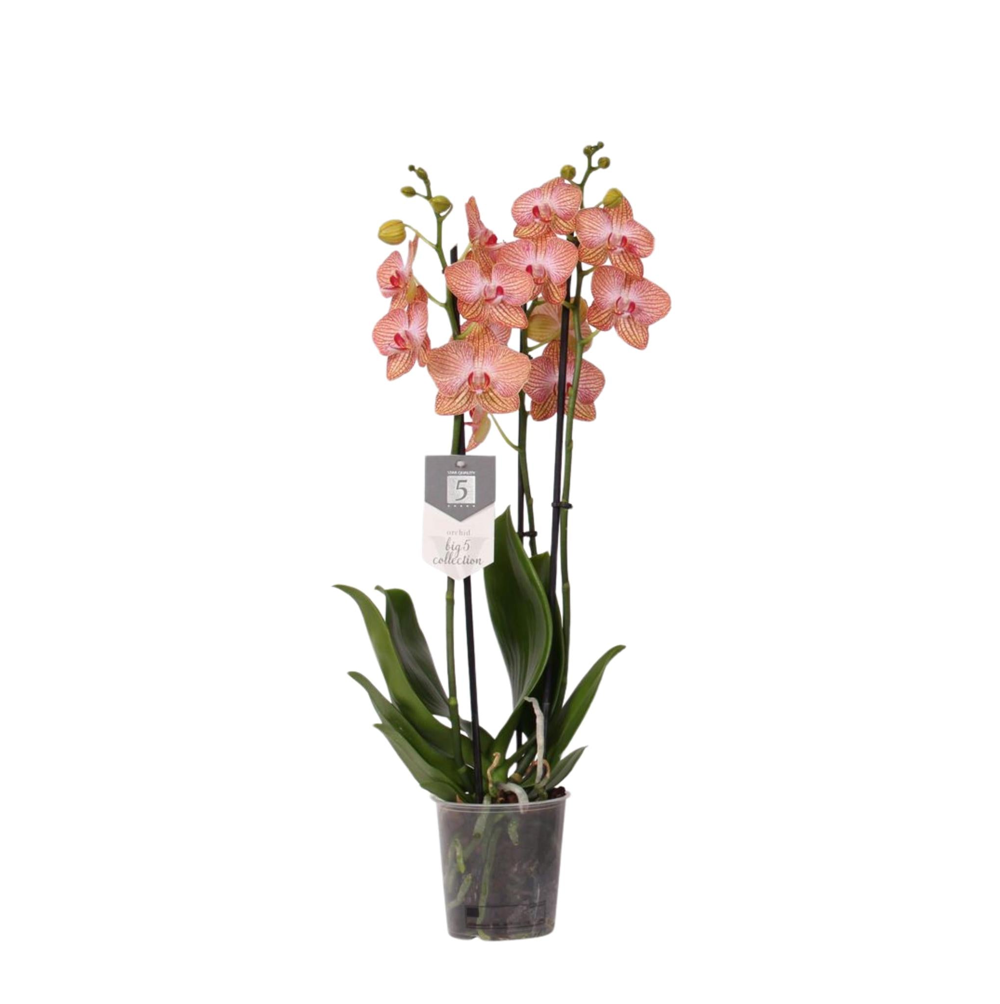 Orchidee Phalaenopsis Ravello - 3 tak - 60 cm - Ø12cm