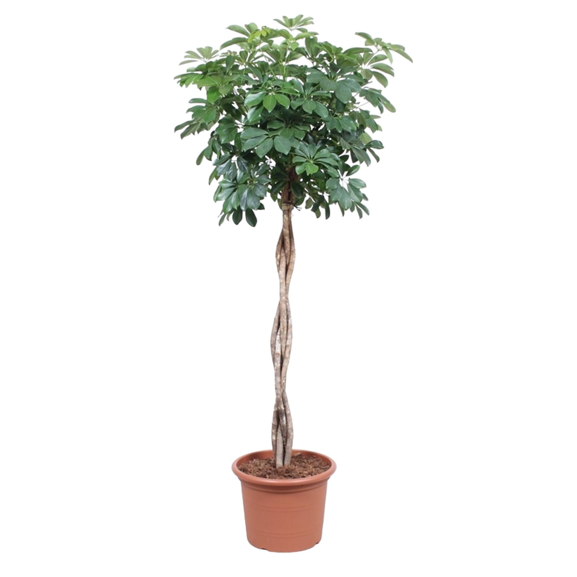 Schefflera Arboricola Compacta geweven steel - 190 cm - ø40