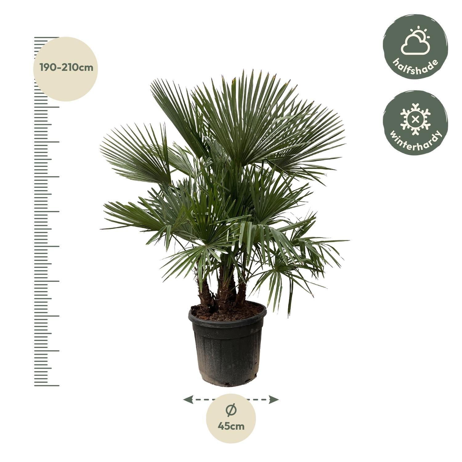 Trachycarpus meerstammig - 200cm - Ø45