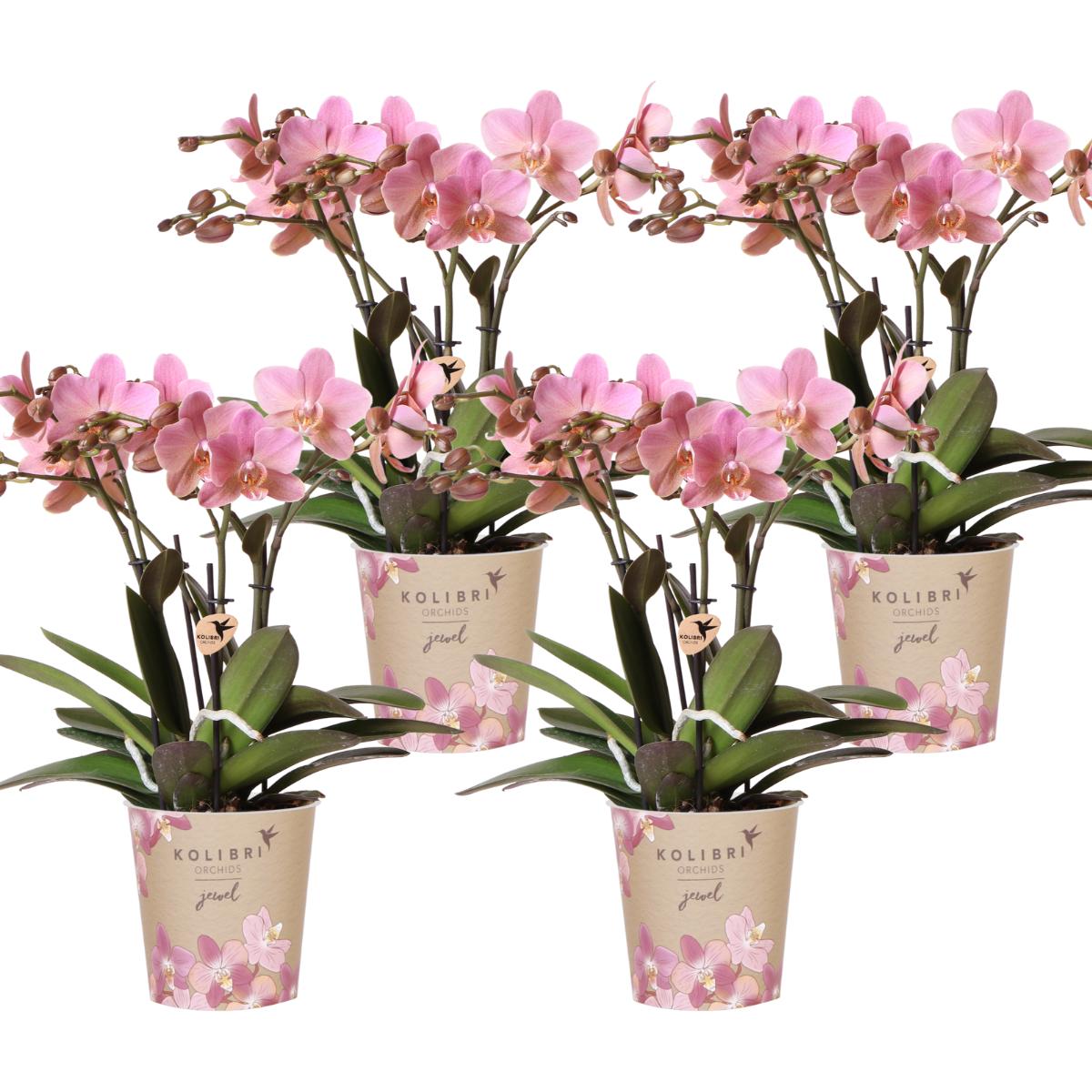 Kolibrie-orchideeën | GECOMBINEERD AANBOD van 4 orchideeën Phalaenopsis - Treviso - potmaat Ø12cm | bloeiende kamerplant - vers van de veredelaar