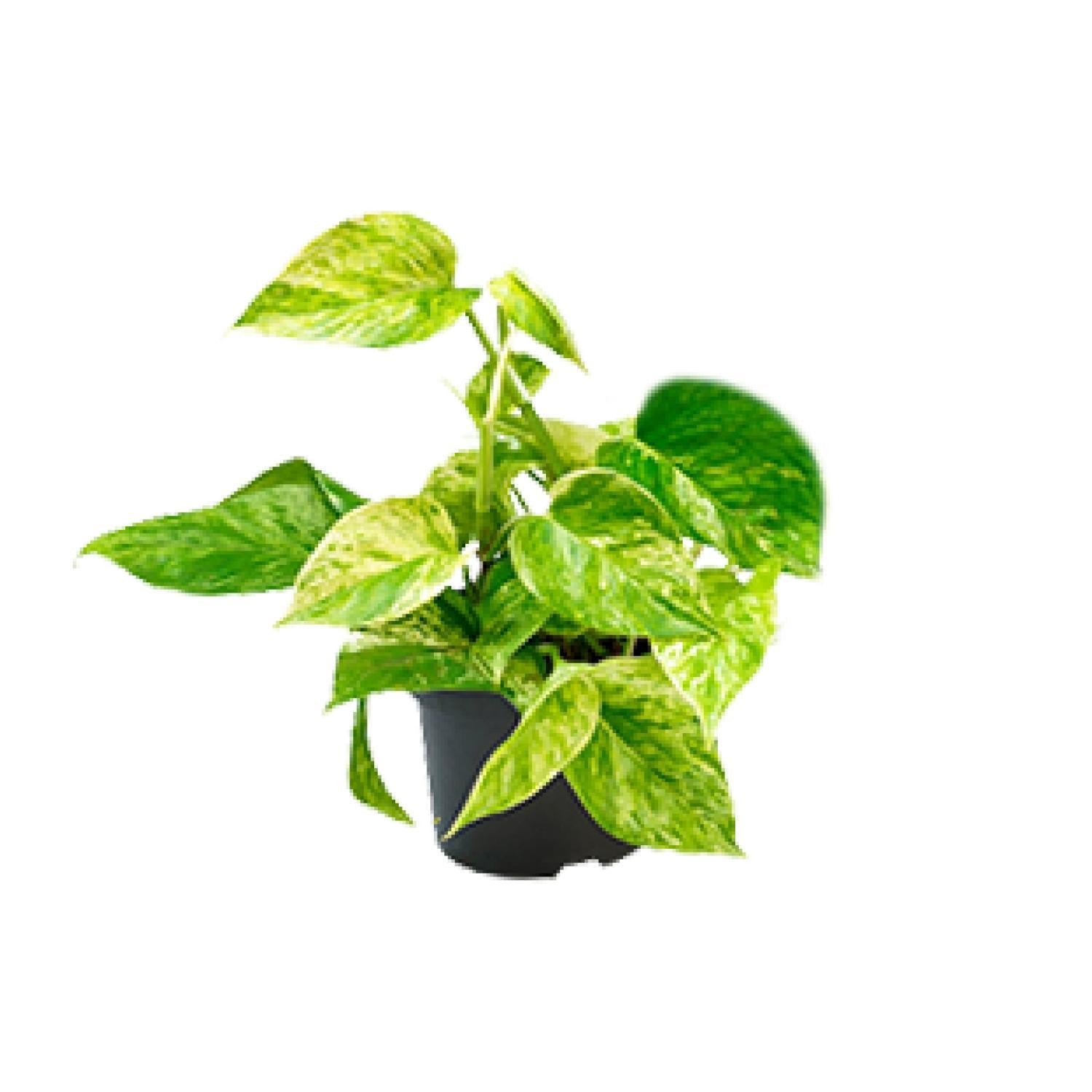 Efeutute - Epipremnum Aureum Marble Queen - Ø12 - ↨15cm