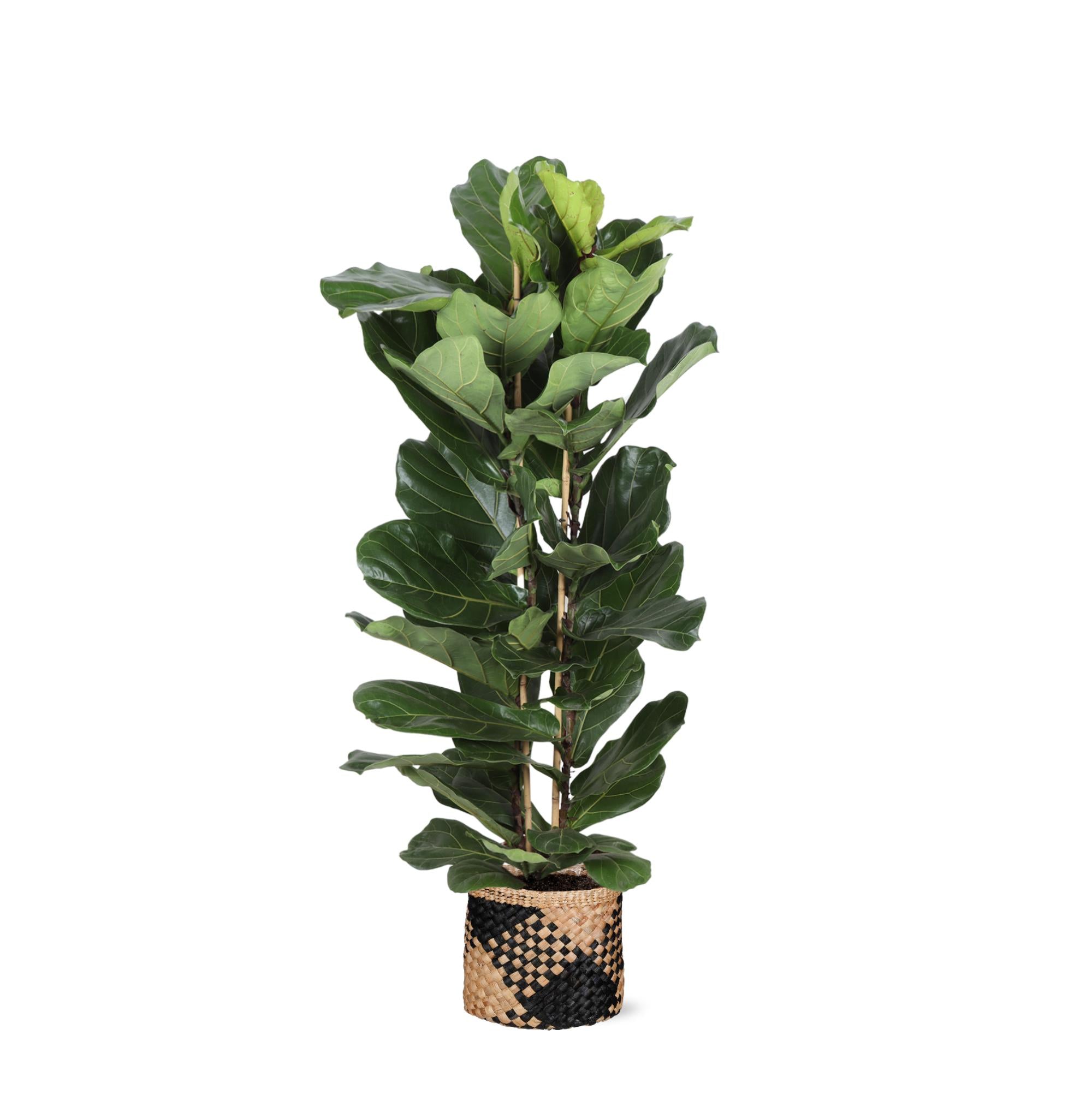 Geigenfeige - Ficus Lyrata Ø27cm ↕140cm in Albury BLACK farbigen Korb