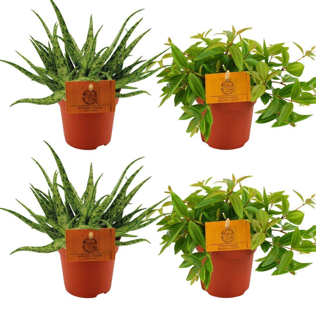 Planzen Mix - Aloe Spider + 2x Peperomia Ang. Rocca Vivace - 4 stück - Ø10.5cm - ↕10cm