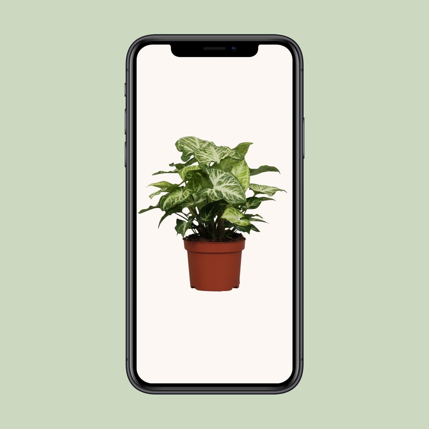 Syngonium Pijl - Ø12cm - ↕25cm