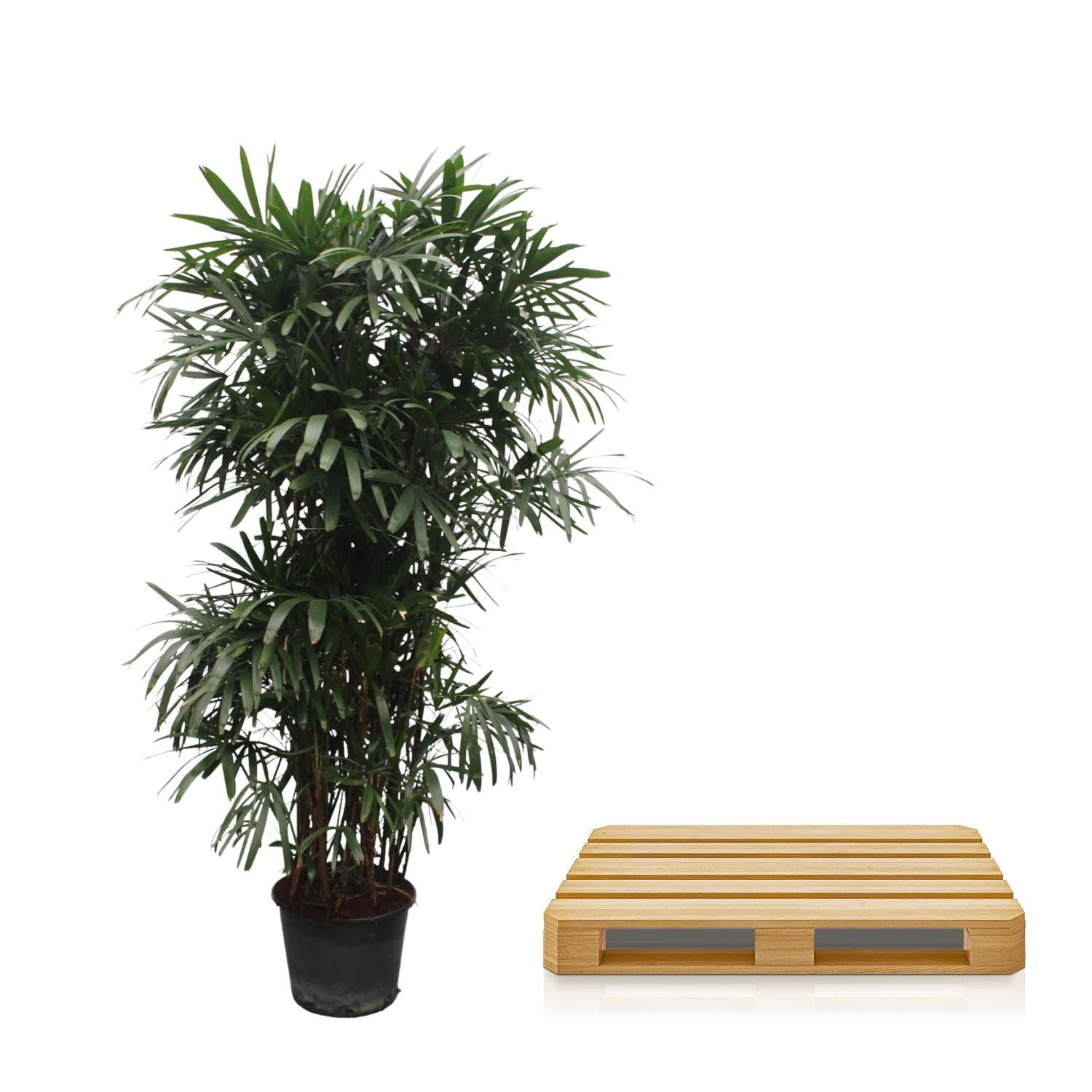 Rhapis Excelsa - 260 cm - ø50