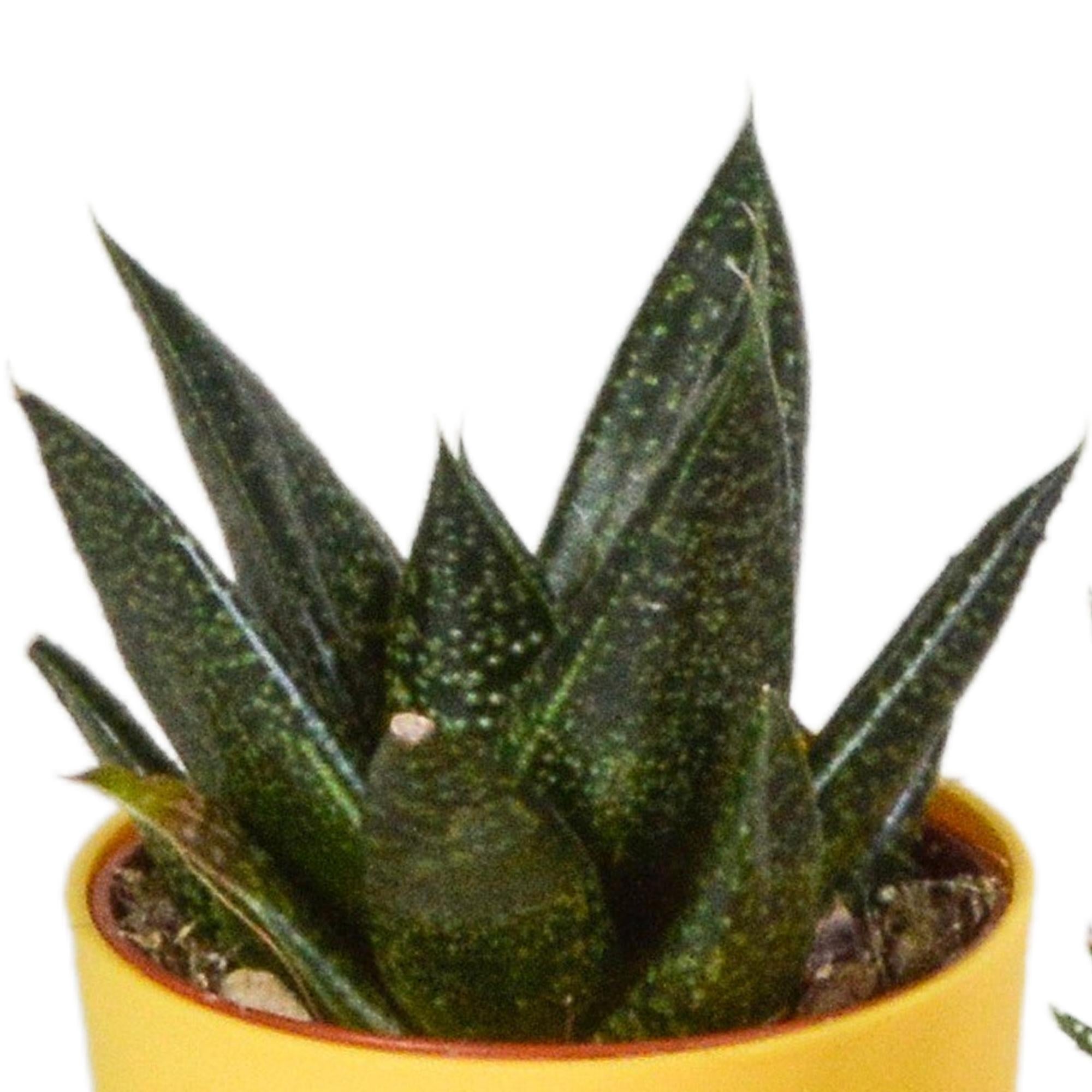 Pflanzen Mix - Gasteria/Haworthia-Mischung 5,5cm - in farbiger Plastiktopf   5 Stück