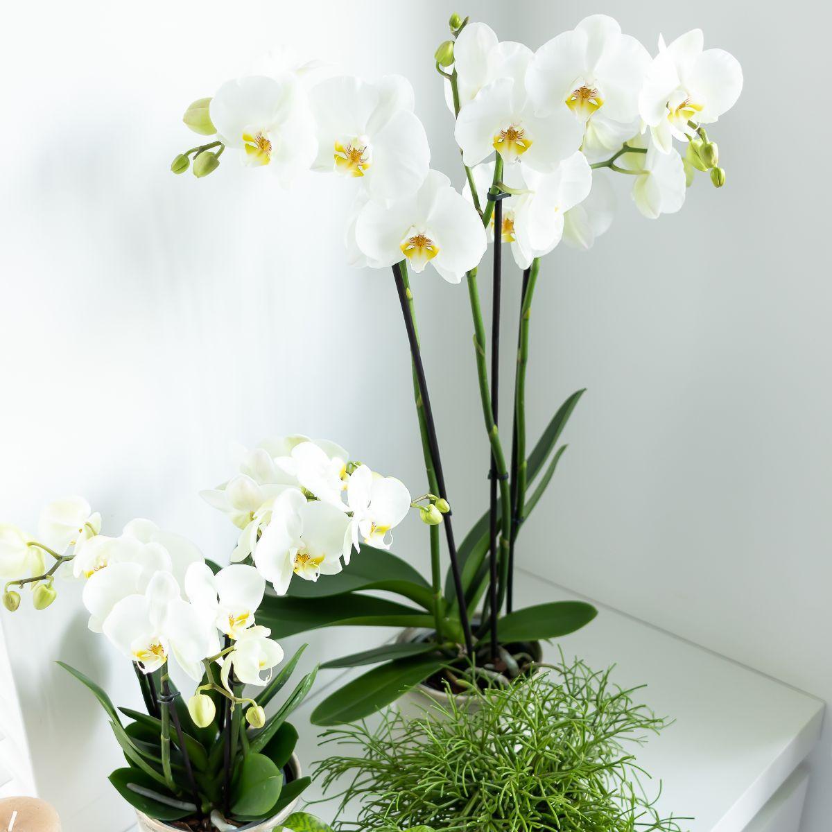 Orchidee weiße Phalaenopsis-Orchidee - Dame Blanche - Topfgröße Ø12cm | blühende Zimmerpflanze - frisch vom Züchter