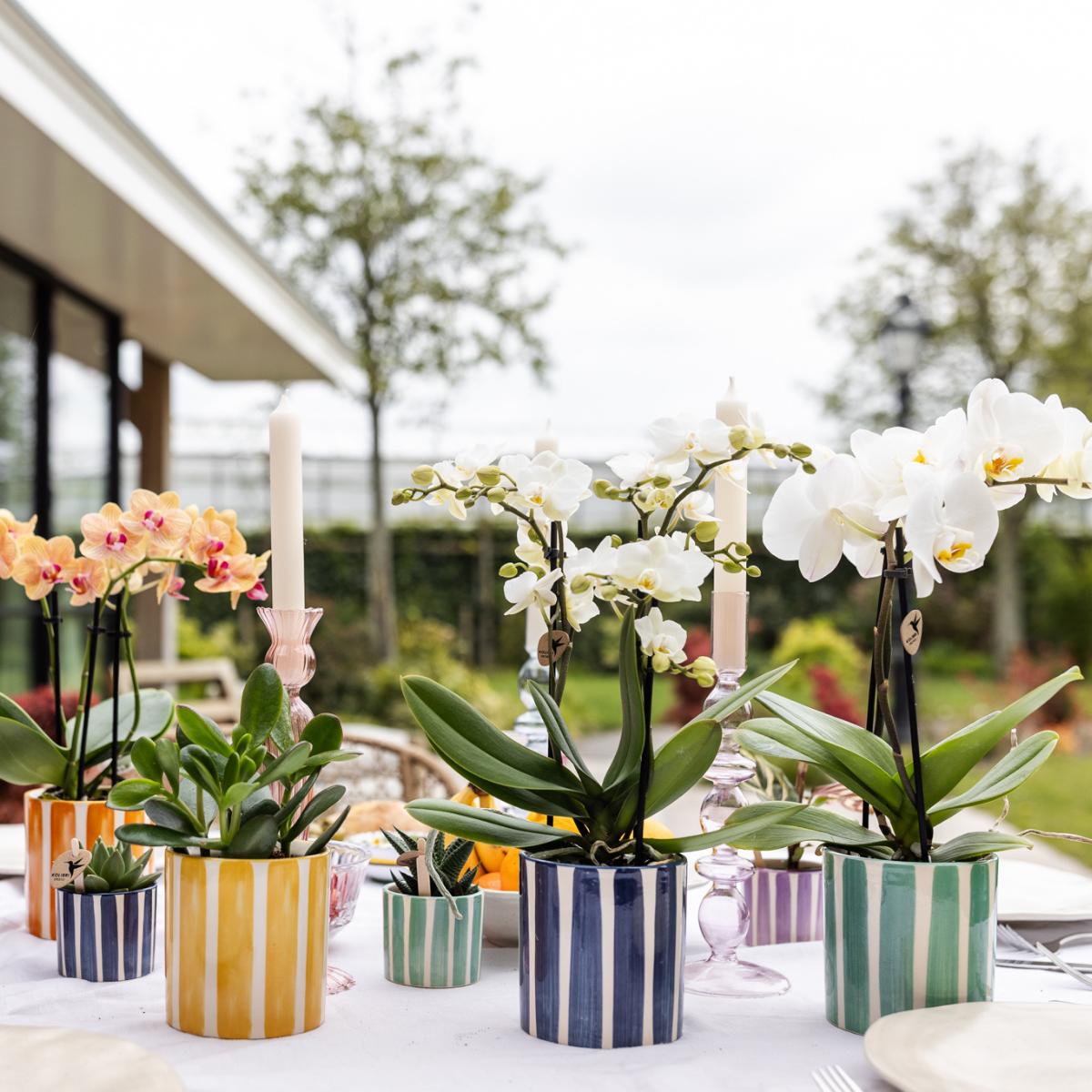 Orchidee Weiße Phalaenopsis Orchidee Lausanne + Painted Stripe Ziertopf Türkis - Topfgröße Ø9cm | Blühende Zimmerpflanze - Frisch vom Züchter