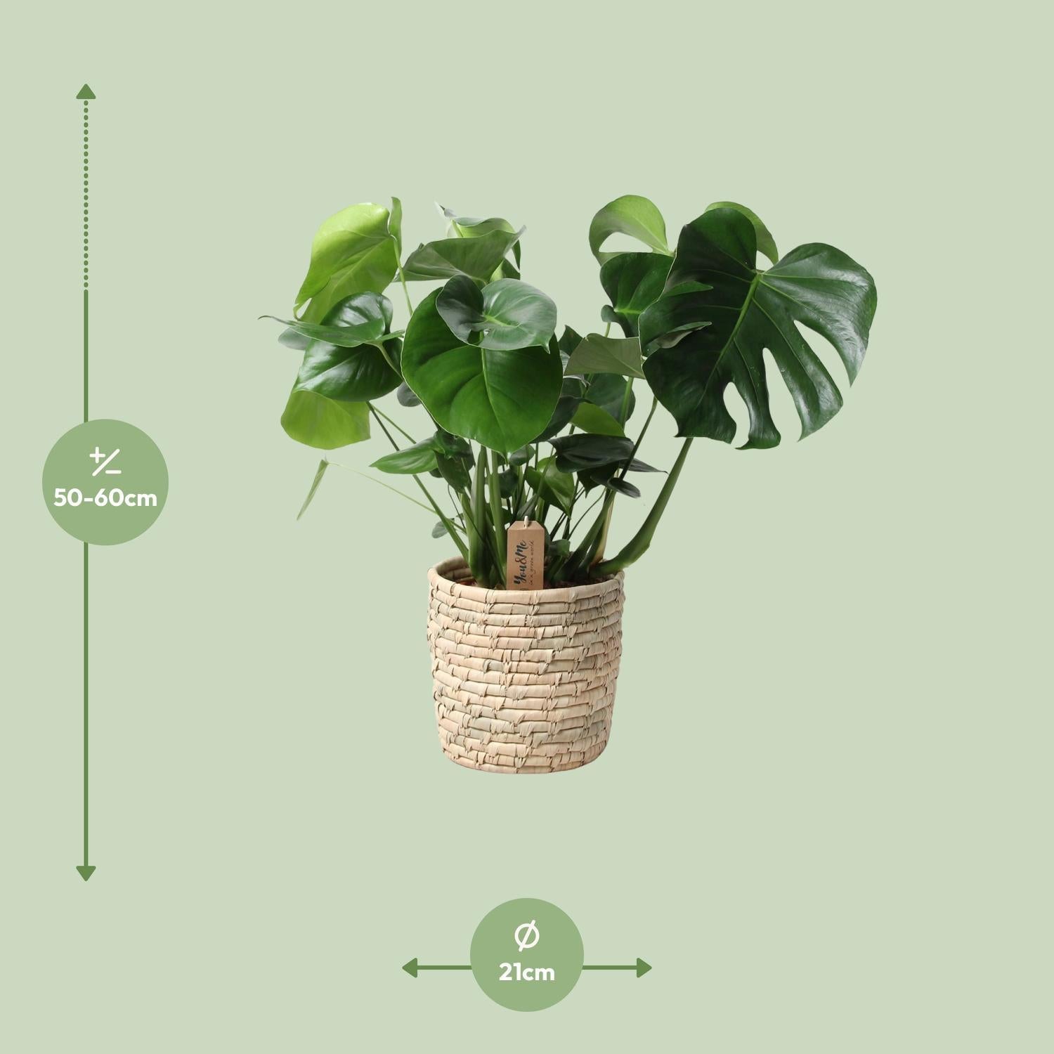 Monstera In Mand Palmblad - Ø21cm - ↕60cm