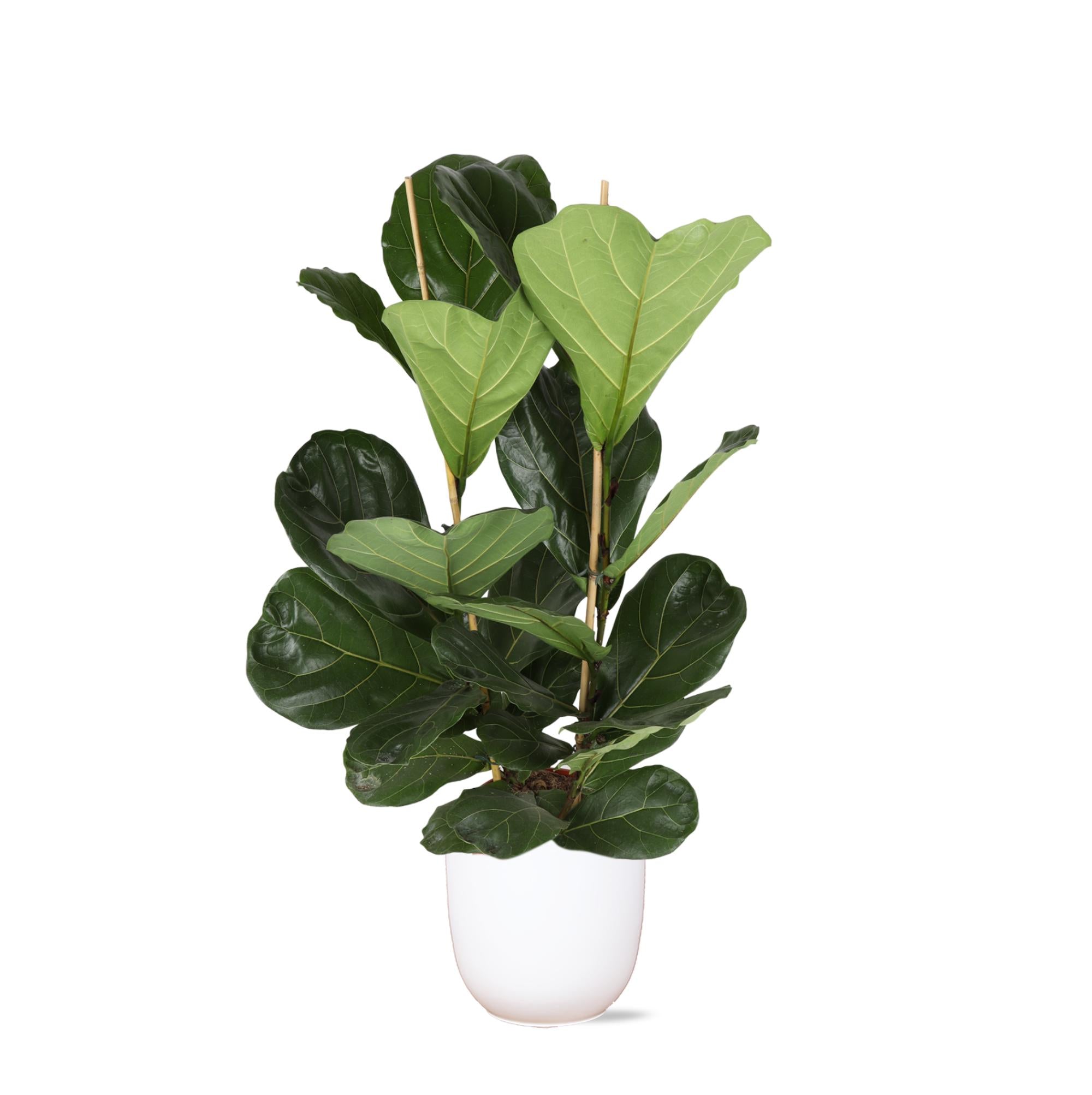 Geigenfeige - Ficus Lyrata - Ø24cm - ↕120cm in Boule Topf weiß