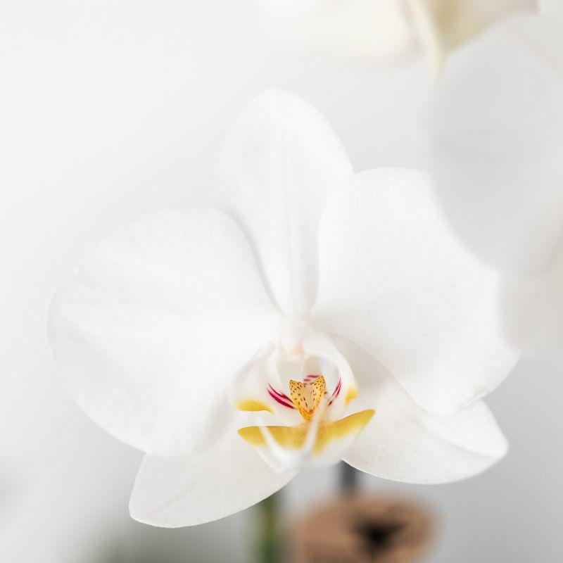 Pflanzenset Home Hub grau klein | Grünpflanzen mit weißer Phalaenopsis-Orchidee in kupferfarbenen Deko-Töpfen und schwarzem Tablett