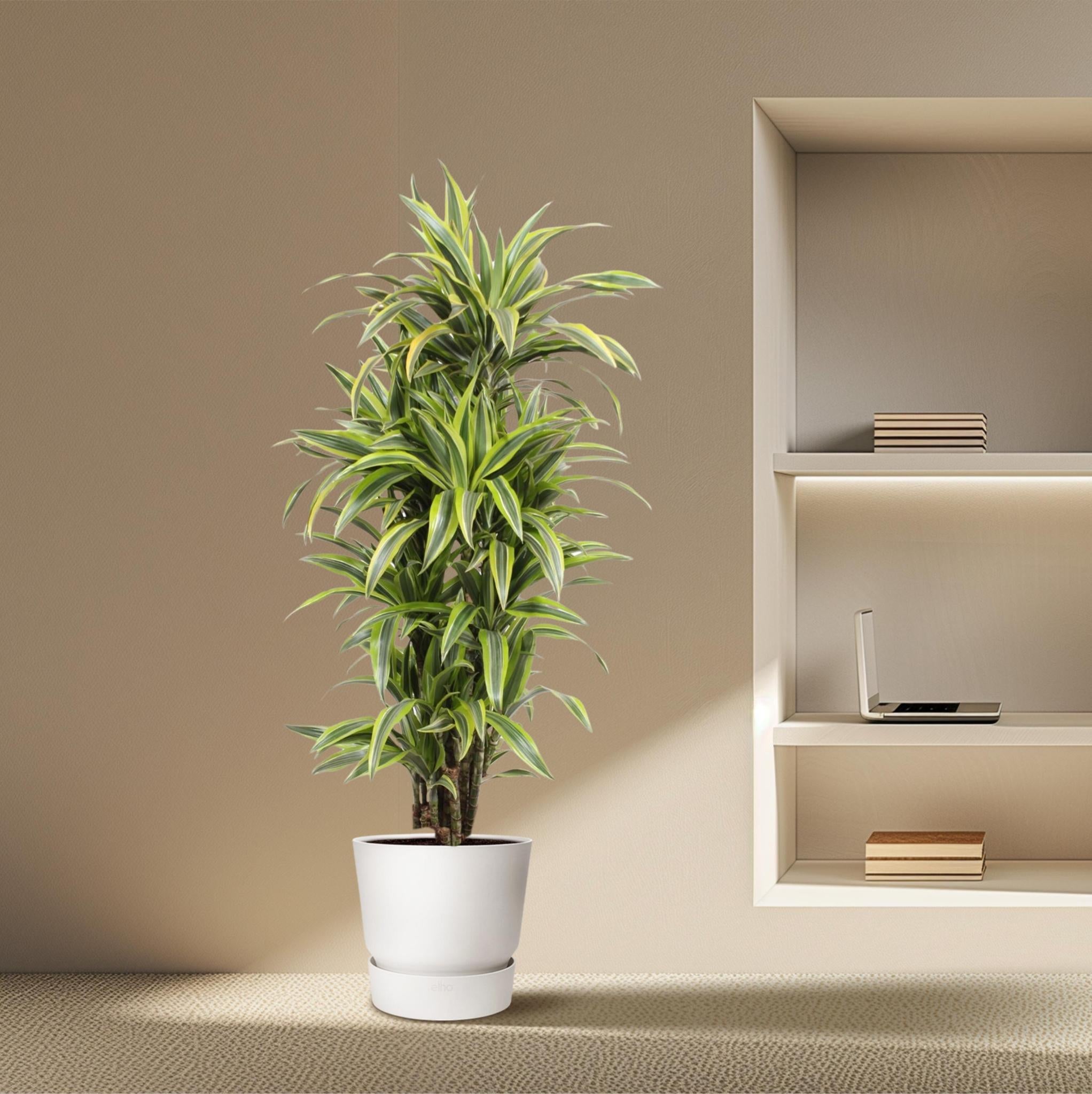 Drachenbaum Lemon Line - Dracaena Lemon Lime - 150 cm - ø30