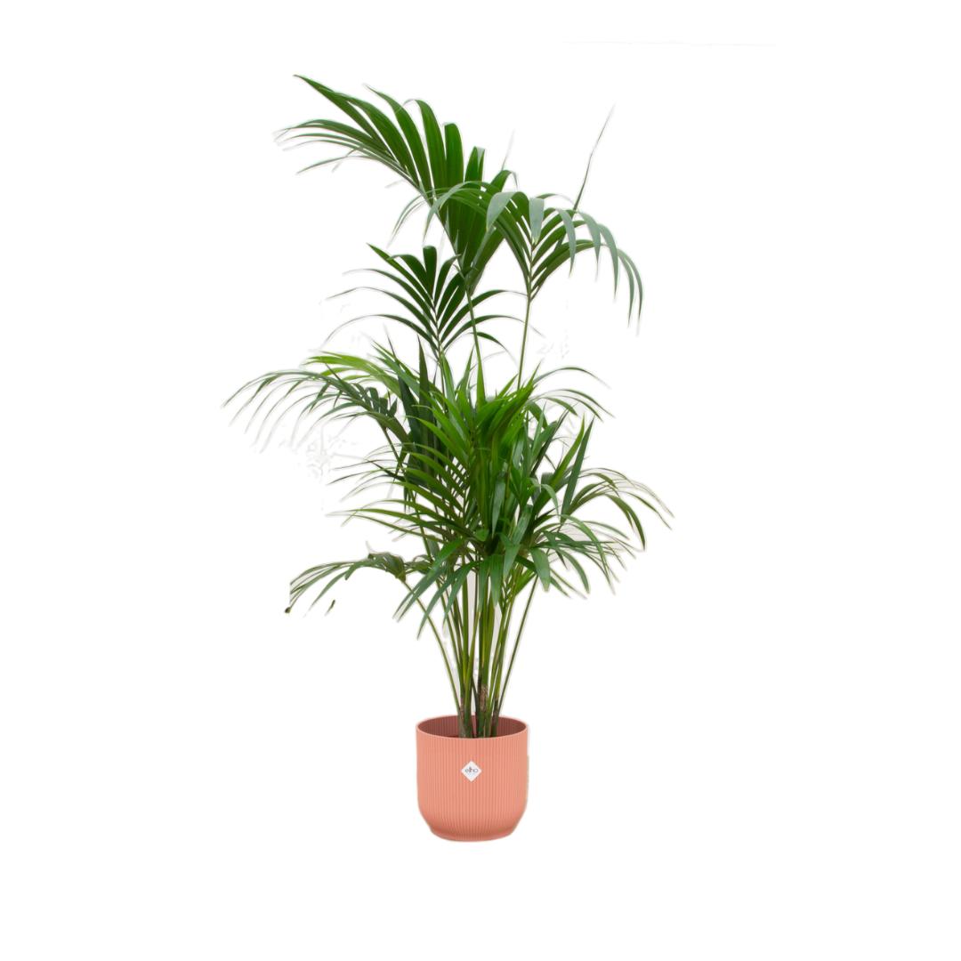 Kentia Palme - Howea Forsteriana - inklusive elho Vibes Fold Round Topf rosa Ø30 - 180 cm