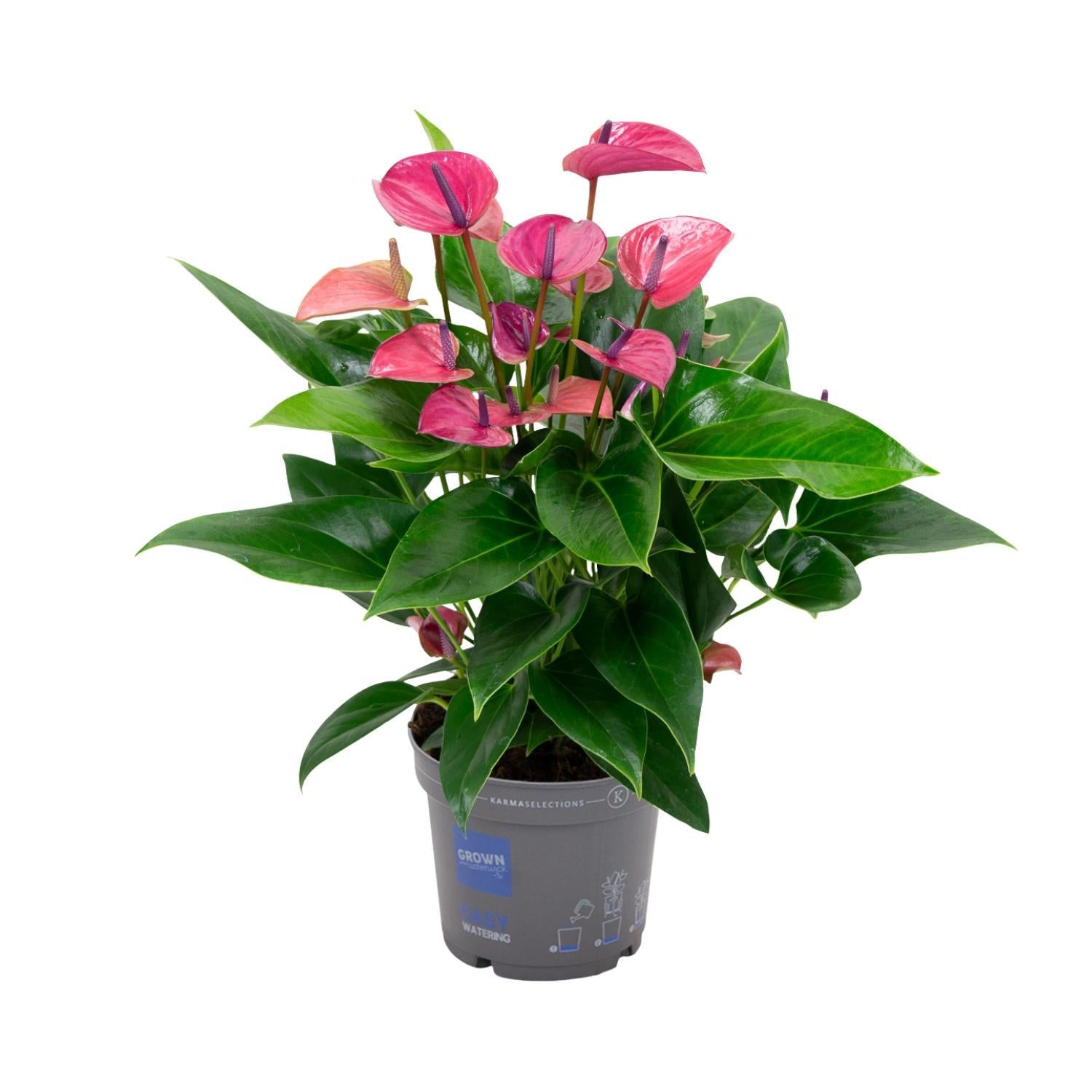 Anthurie - Anthurium KARMA Purple - Ø17cm - ↕50cm