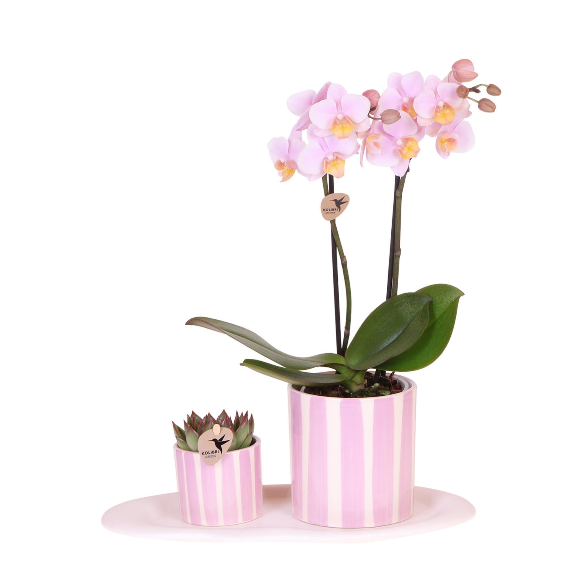 Orchidee Geschenkset Mediterranean Sunset Klein | Grüne Pflanze mit Rosa Phalaenopsis Orchidee Andorra in Painted Stripe Zierpflanzentöpfen auf Weißem Organischen Tablett