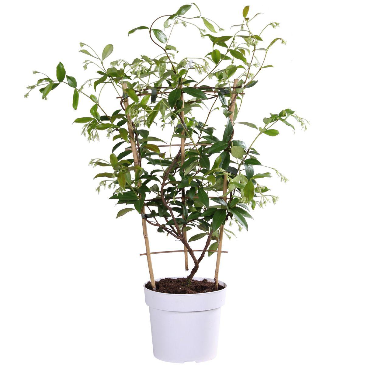 Sternjasmin - Trachelospermum 'Star of Toscane' - Ø15cm - ↕65cm