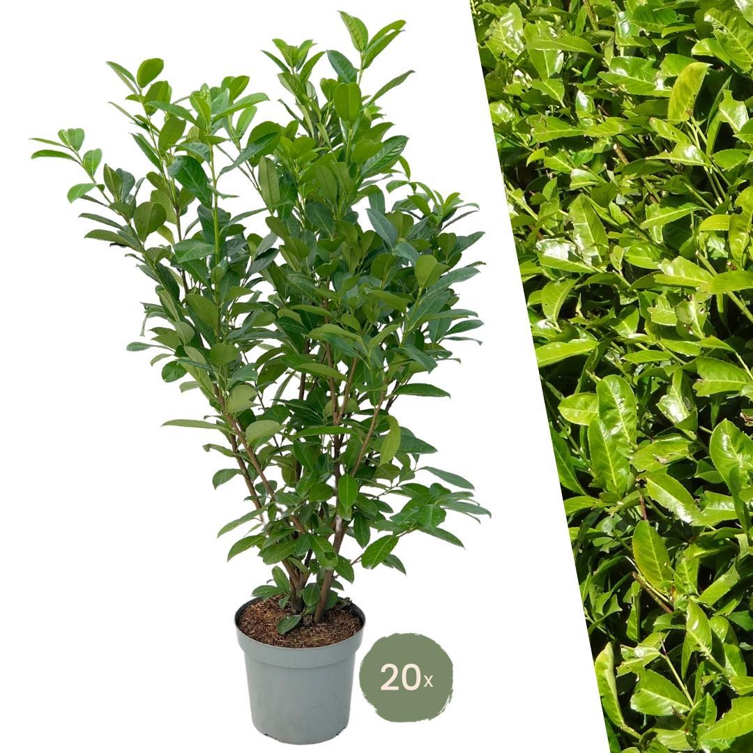 Grote laurierkersplanten rotundifolia voor 10 strekkende meter hagen - 15L - 20x | ↨ 125-150cm