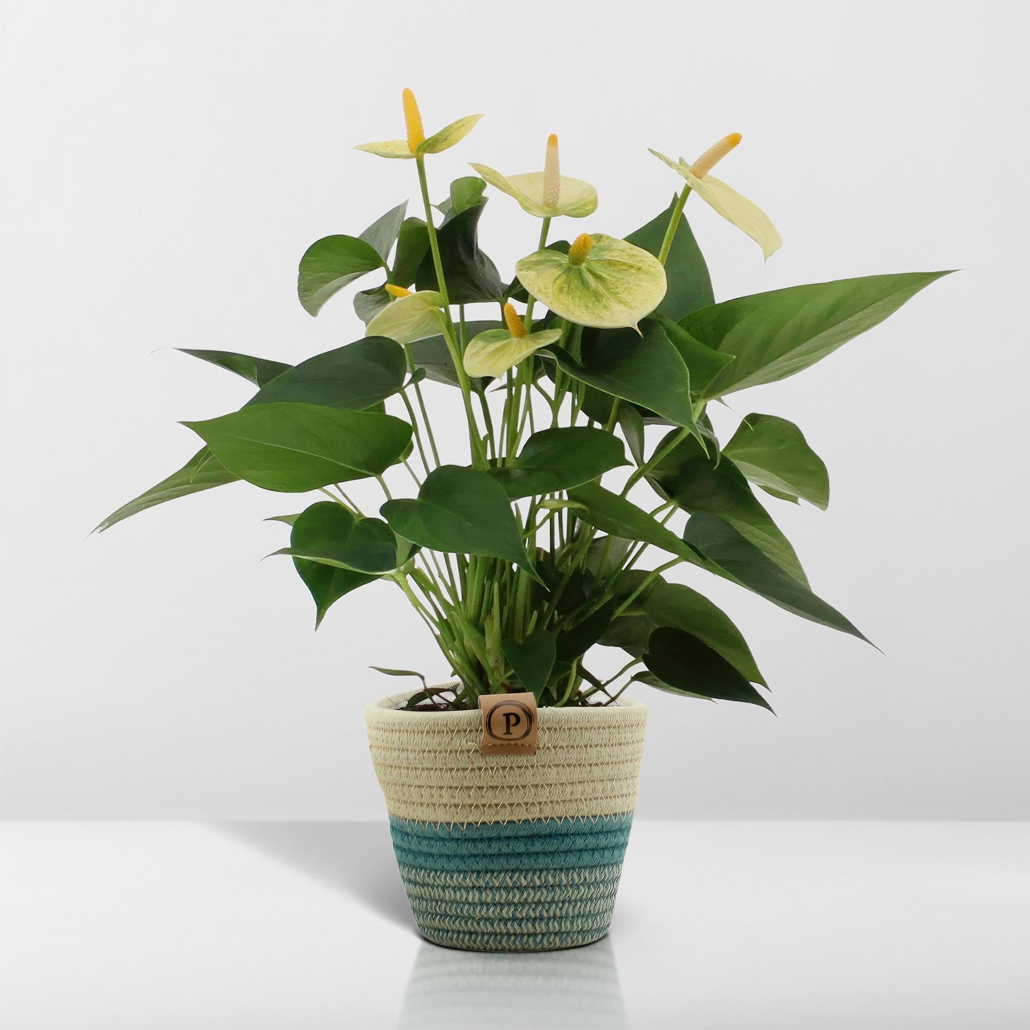 Anthurium andreanum Vanilla incl. PURE Korb - 45cm - Ø12