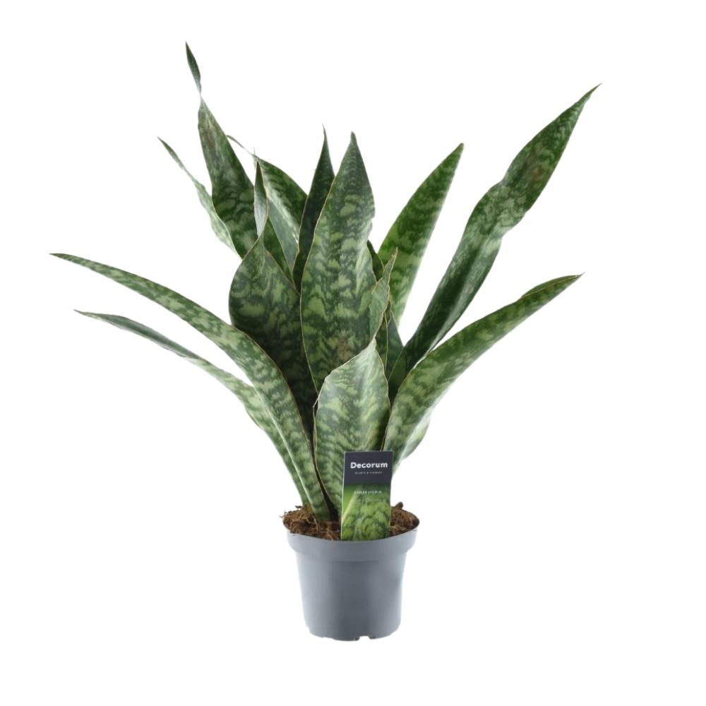 Sansevieria Aubrytniana Dragon - Ø14cm - ↕55cm