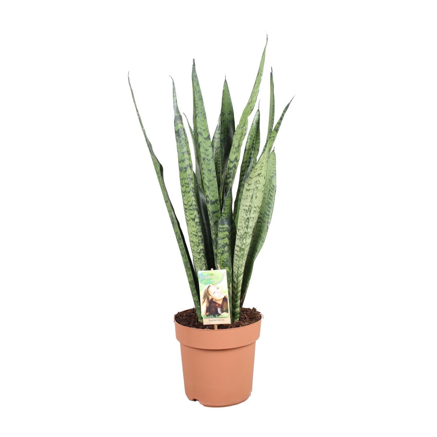 Ceylon Bogenhanf - Sansevieria Zeylanica - Ø21cm - ↕75cm