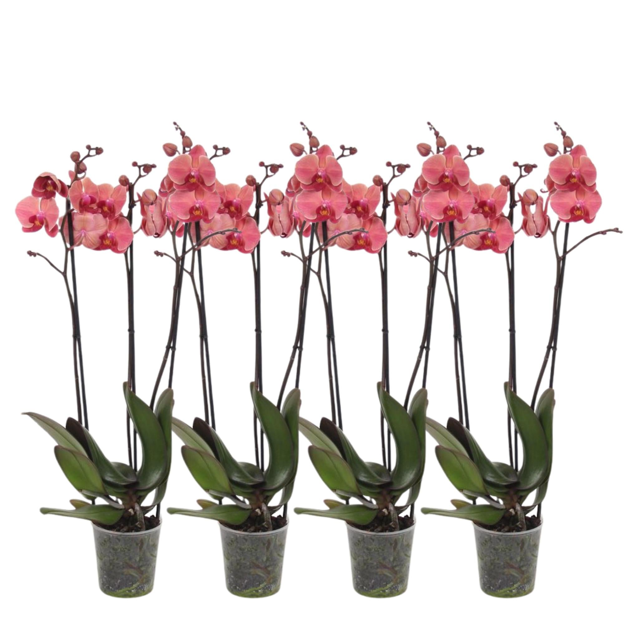 Orchidee Set von 4 - Phalaenopsis Narbonne orchidee - 60 cm - Ø12cm