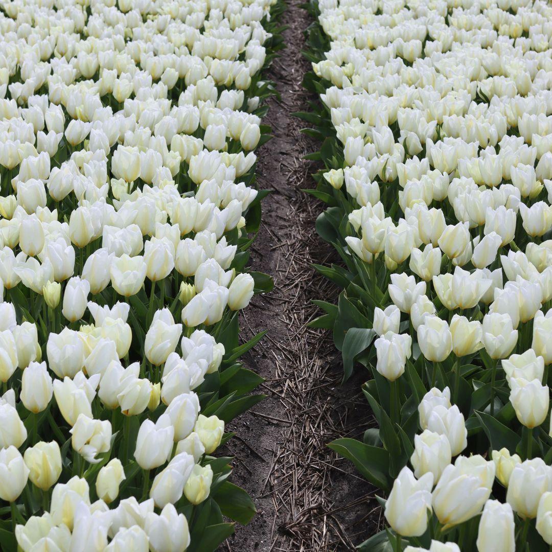 Tulpe Purissima auch Weiße Kaiserkrone - 15 Blumenzwiebeln - Größe 12+