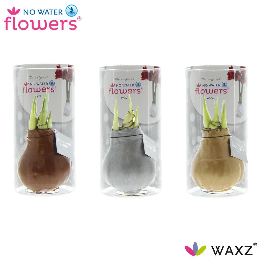 No Water Flowers Waxz Gold/Silver/Copper in Koker - 3 Stück - Ø7 cm - ↕15 cm