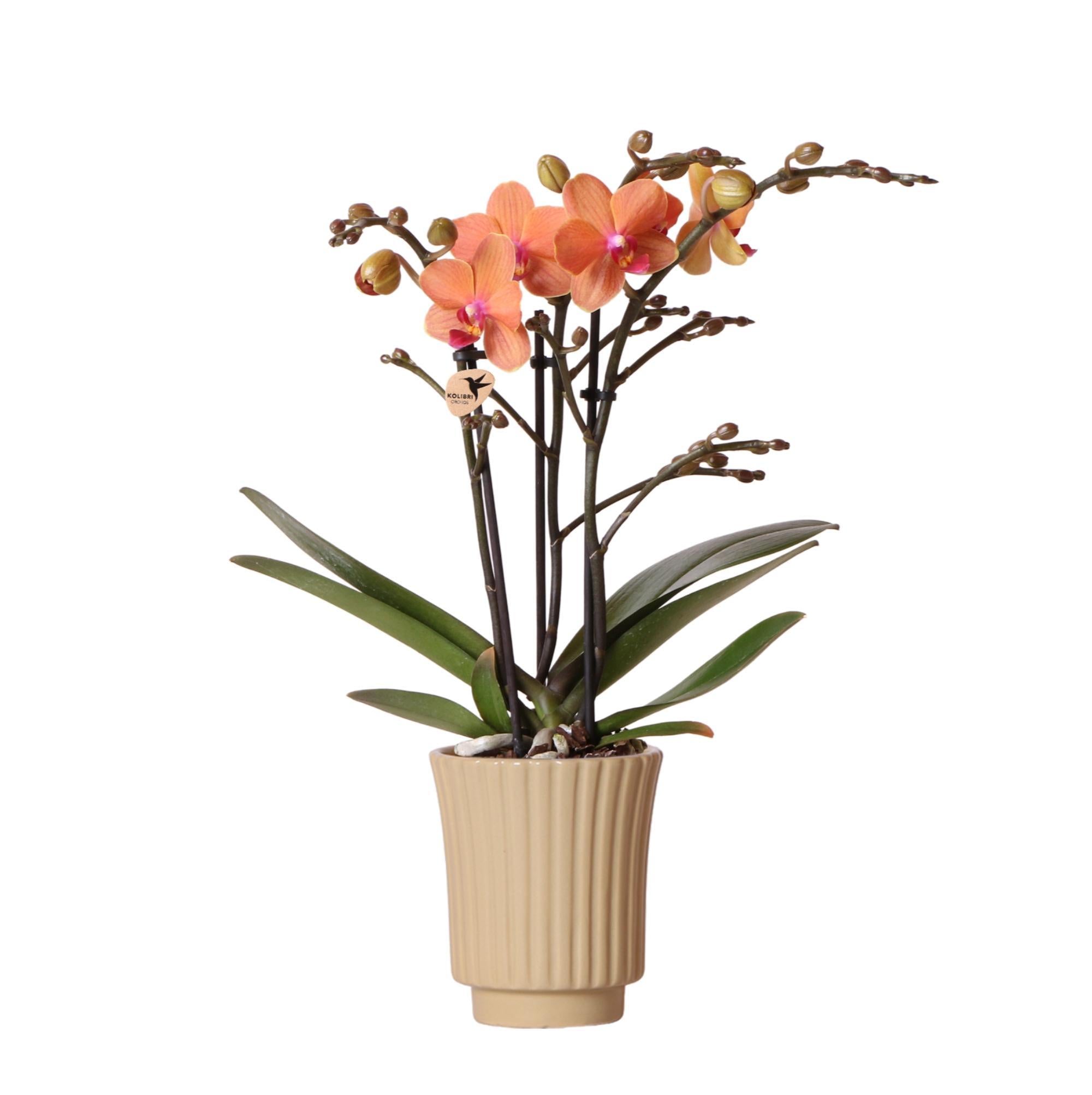 Orchidee Orange Phalaenopsis Orchidee - Mineral Bolzano + Retro khaki - Topfgröße Ø9cm | blühende Zimmerpflanze - frisch vom Züchter