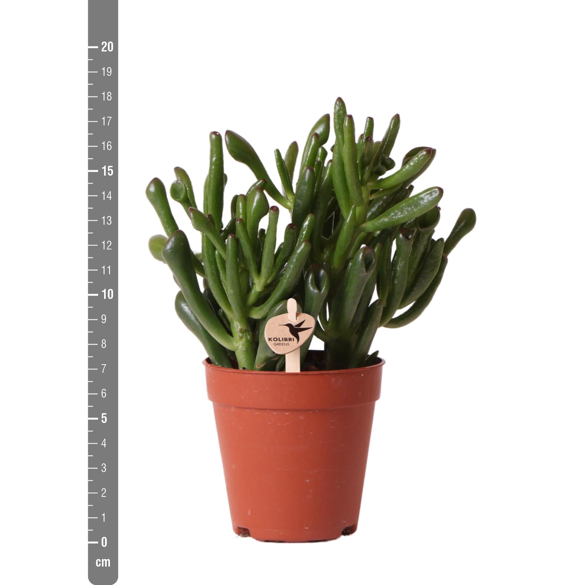 Gummibaum - Crassula Hobbit - Jadepflanze - Ø9cm