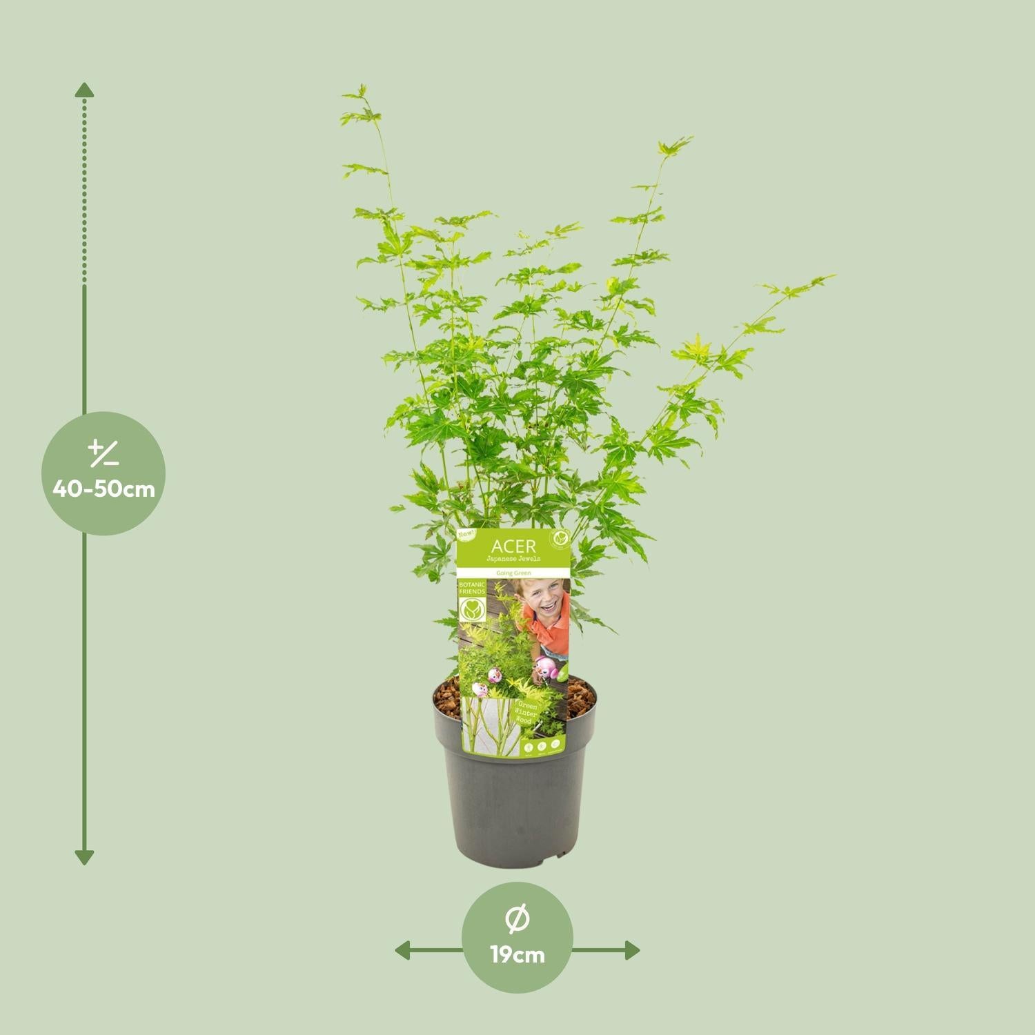 Japanischer Ahoen Acer palmatum Going Green - Ø19 - ↨50cm