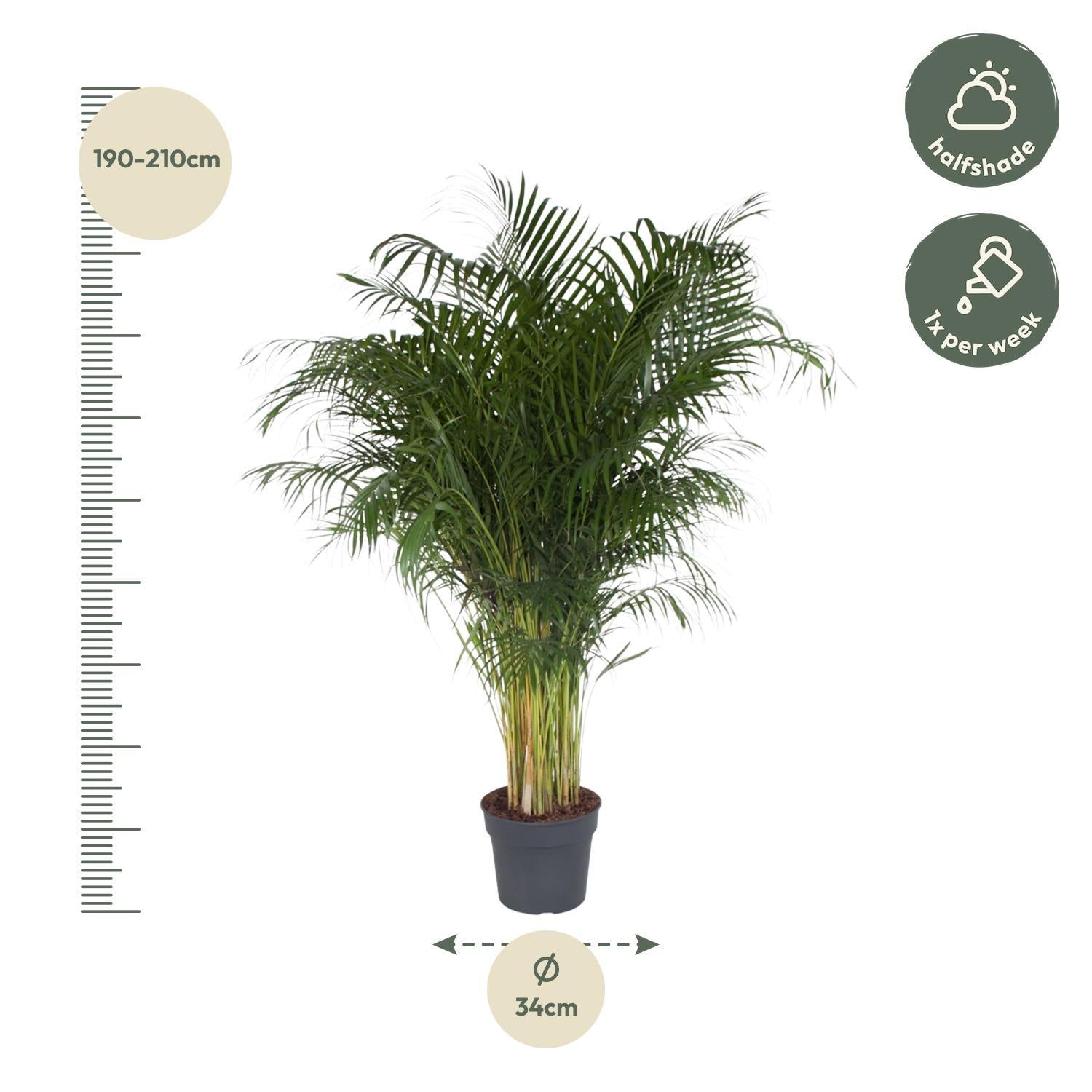 Dypsis Lutescens - 200cm - ø34