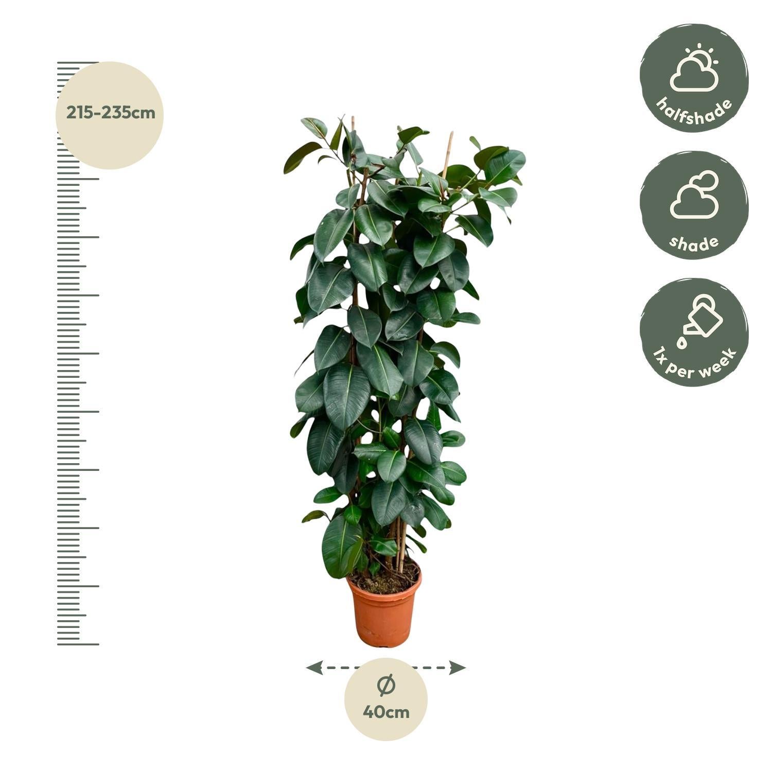 Gummibaum Ficus Elastica Robusta Strauch - 225cm - ø40