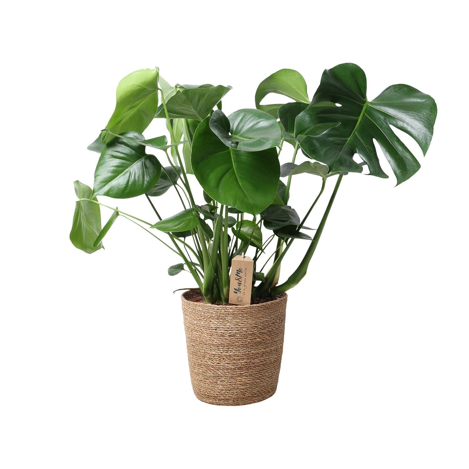 Monstera In Natuurlijke Mand - Ø21cm - ↕60cm