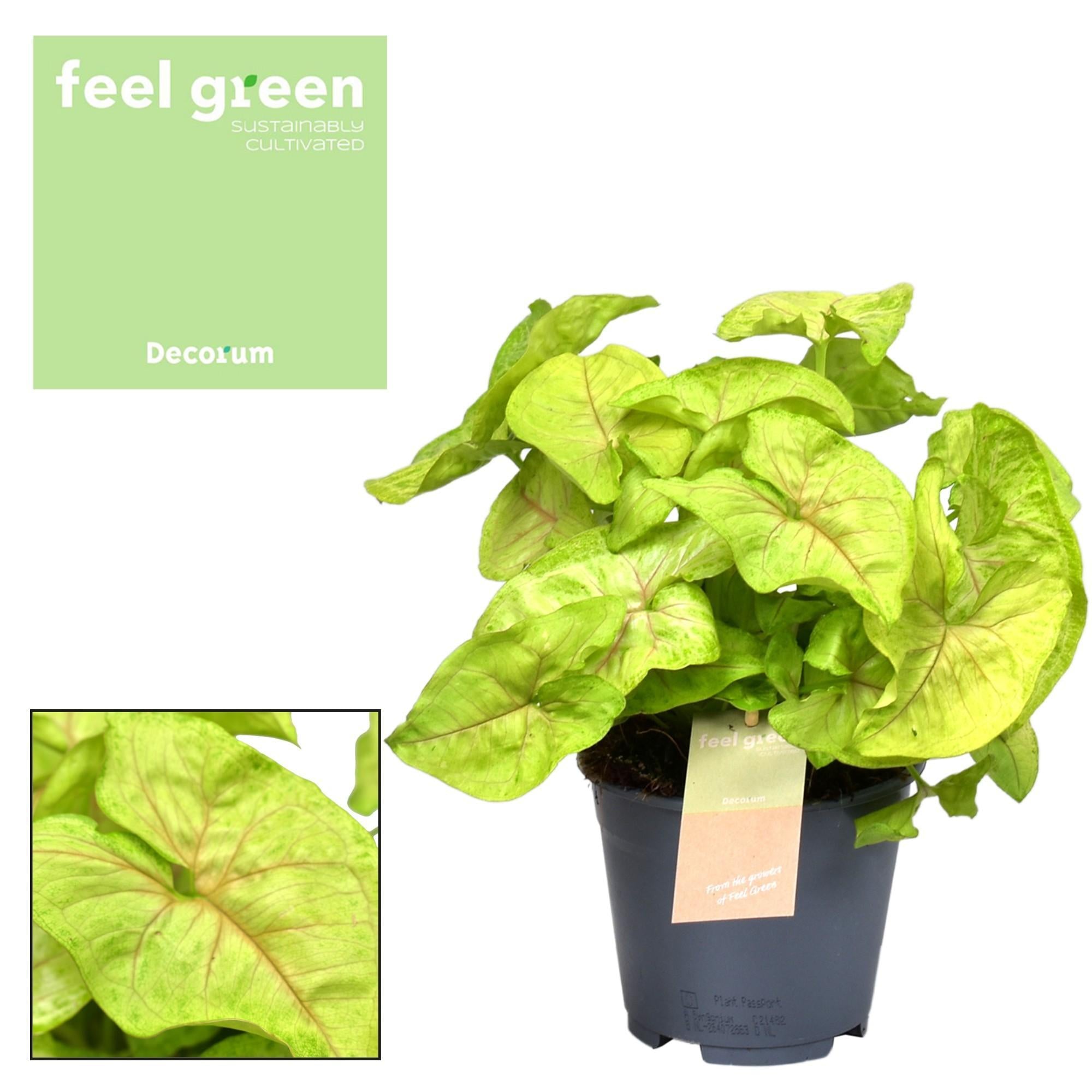 Syngonium Golden Feel Green - Ø14cm - ↕30cm