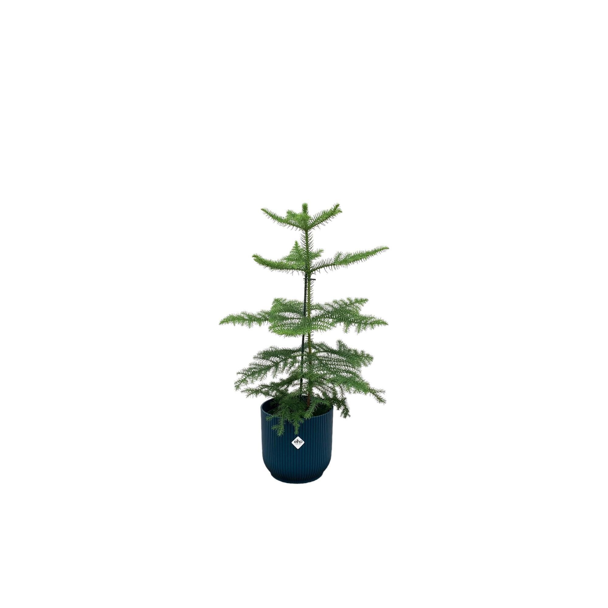 Araucaria (kamerden) inclusief elho Vibes Fold Round Topf blau Ø18 - 60 cm