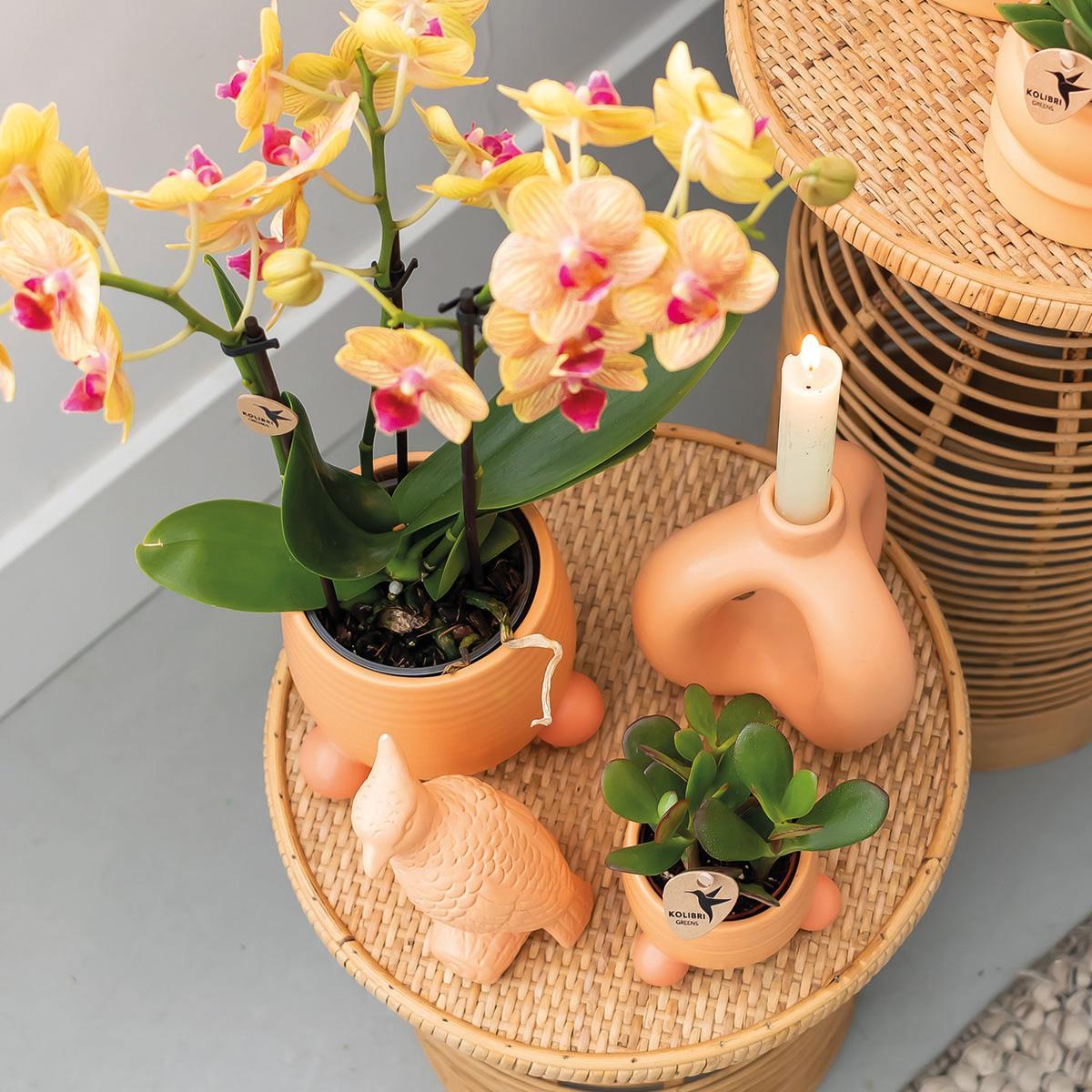 Kolibrie-orchideeën | Oranje Phalaenopsis orchidee - Jamaica + sierpot perzik - potmaat Ø9cm - 35cm hoog | bloeiende kamerplant in een bloempot - vers van de veredelaar