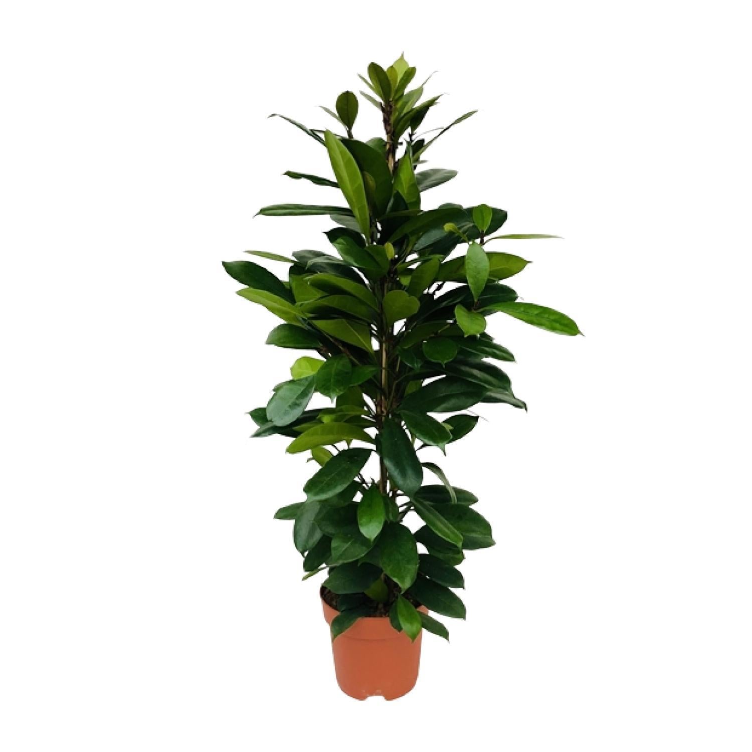 Gummibaum Ficus Cyathistipula - Ø21cm - ↕105cm