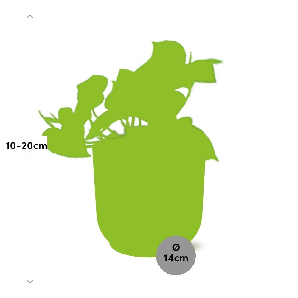 Efeutute - Epipremnum Pinnatum ‘Aureum’ in ELHO Vibes Fold 14cm geel Topf gelb