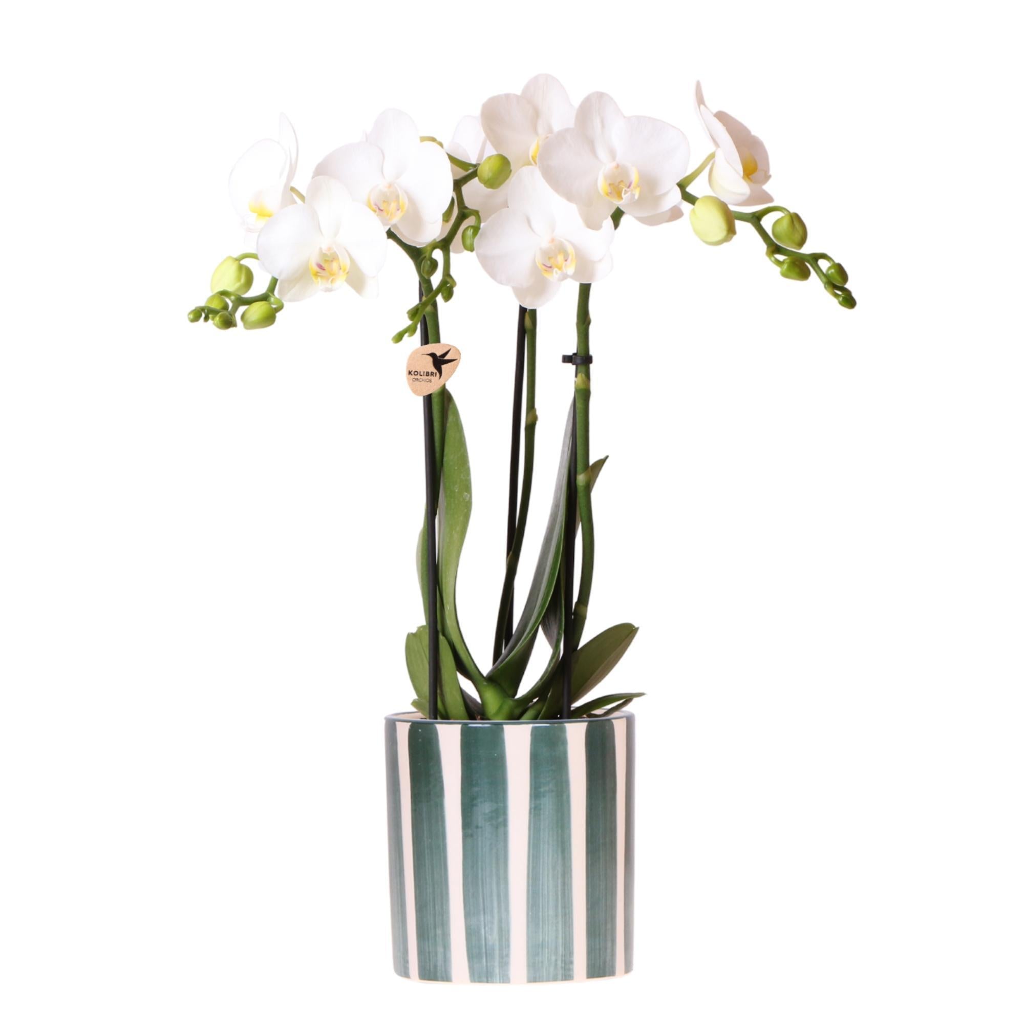 Orchidee Weiße Phalaenopsis Orchidee Amabilis + Painted Stripe Topf Grün - Topfgröße Ø9cm | Blühende Zimmerpflanze - Frisch vom Züchter