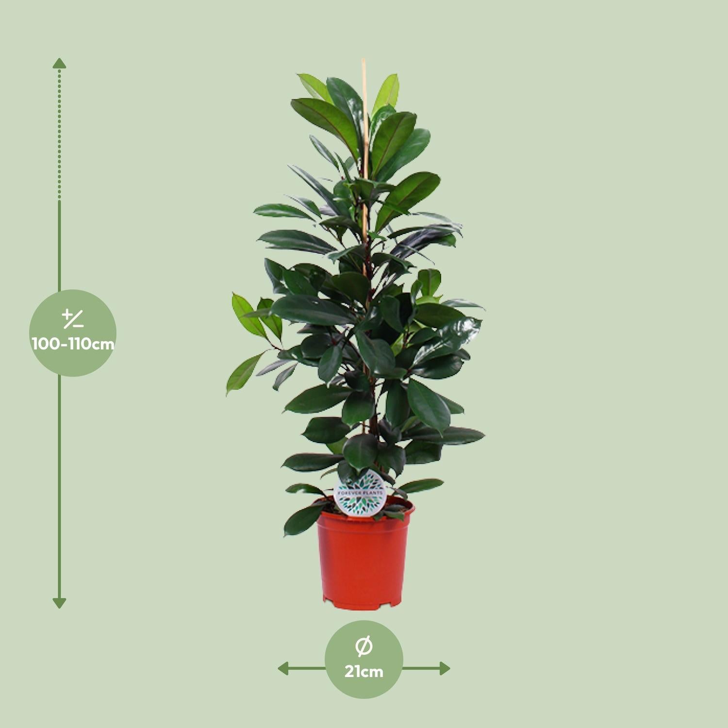 Gummibaum Ficus Cyathistipula - Ø21cm - ↕105cm