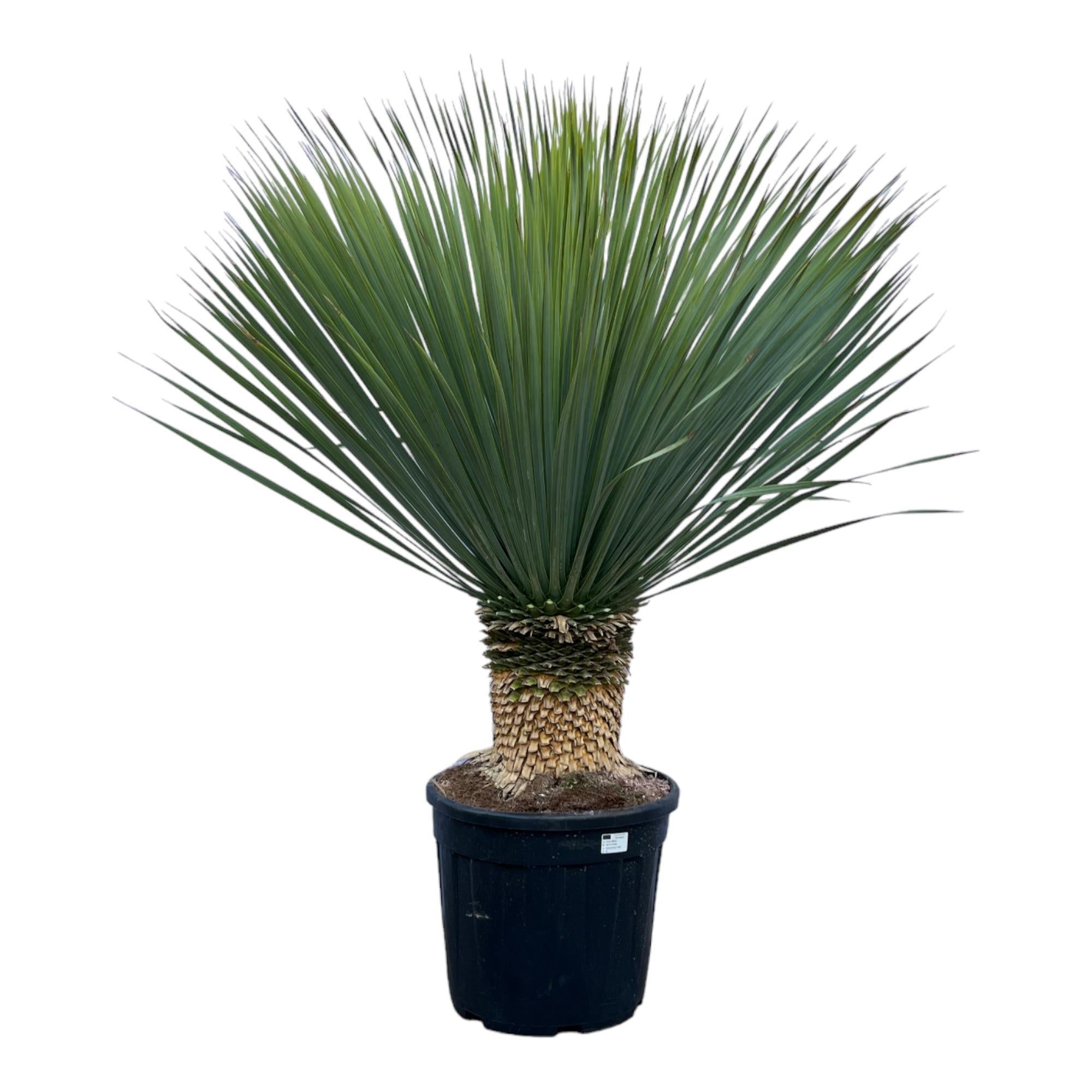 Yucca Rostrata - 140cm - Ø50cm