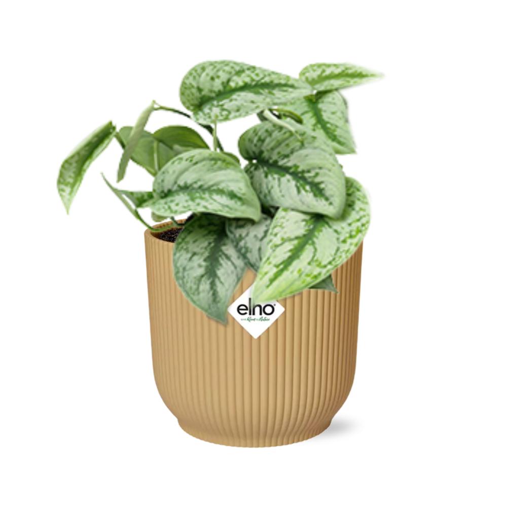 Efeutute - Scindapsus Pictus ‘Trebie’ in ELHO Vibes Fold 14cm geel Topf gelb