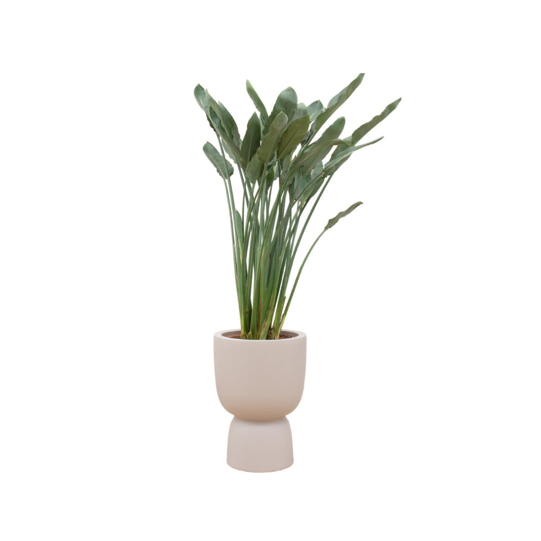 Strelitzia Reginae inclusief elho Pure Coupe Topf beige Ø41 - 190 cm