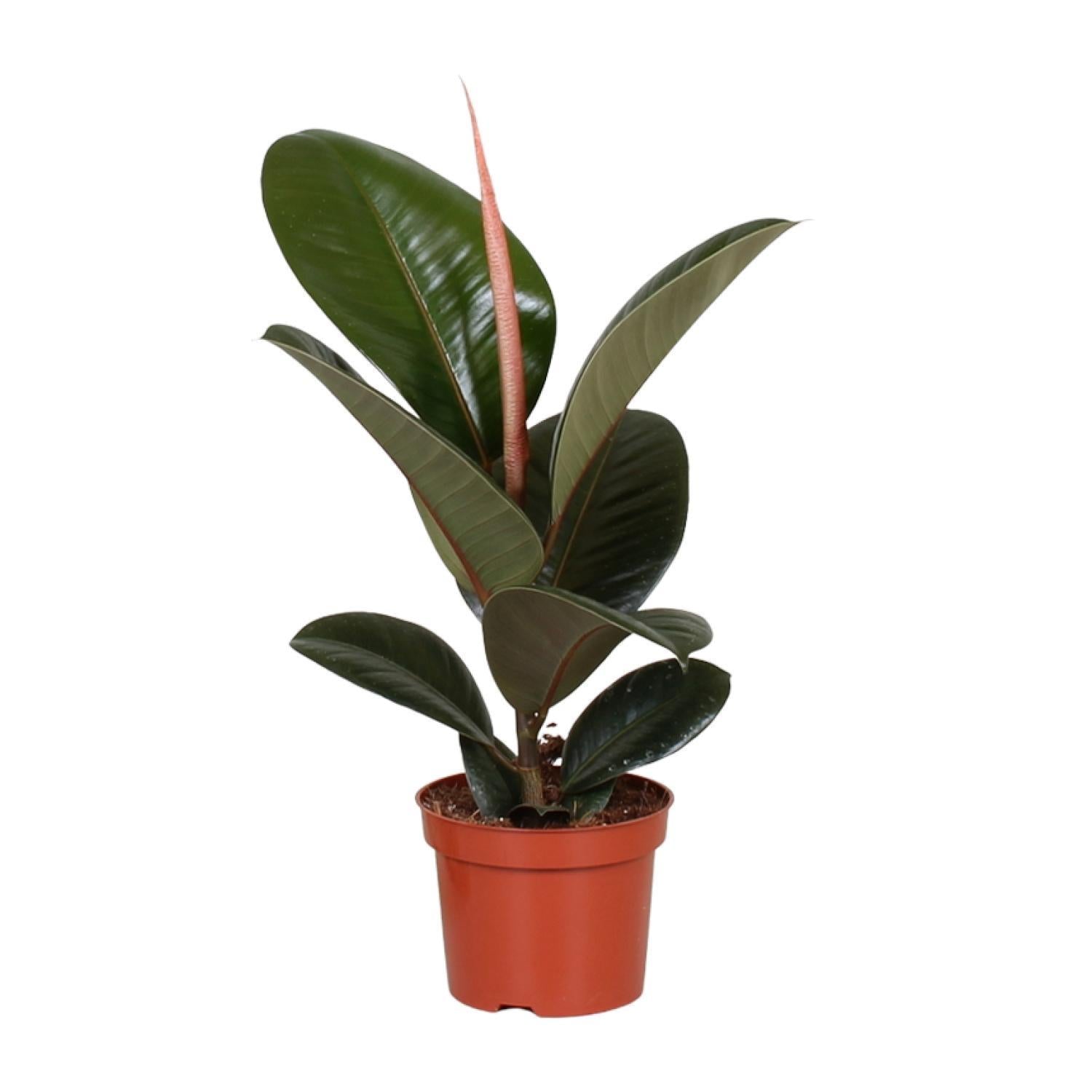 Gummibaum Ficus Elastica Robusta - Ø12cm - ↕35cm