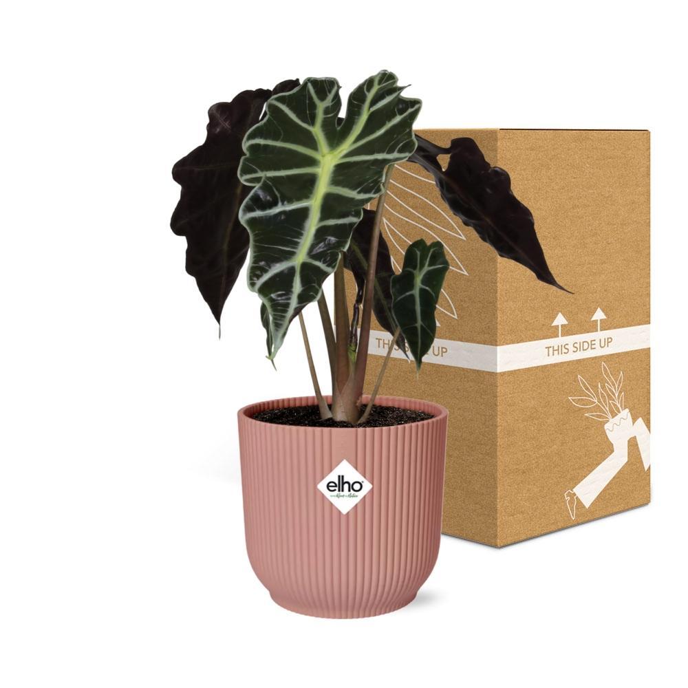 Elefantenohr - Alocasia Polly in ELHO Vibes Fold 14cm Topf rosa