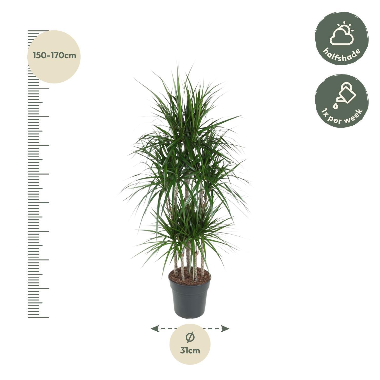 Drachenbaum Marginata - Dracaena Marginata Carrousel - 160 cm - ø31