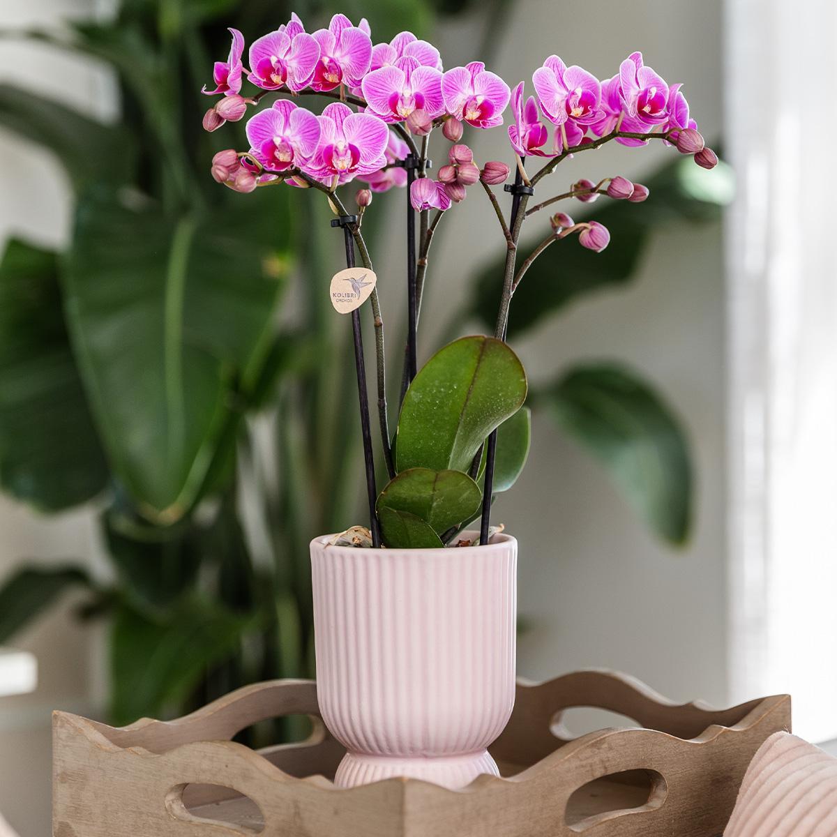 Orchidee rosa lila Phalaenopsis Orchidee - El Salvador + Diabolo pink - Topfgröße Ø9cm | blühende Zimmerpflanze - frisch vom Züchter