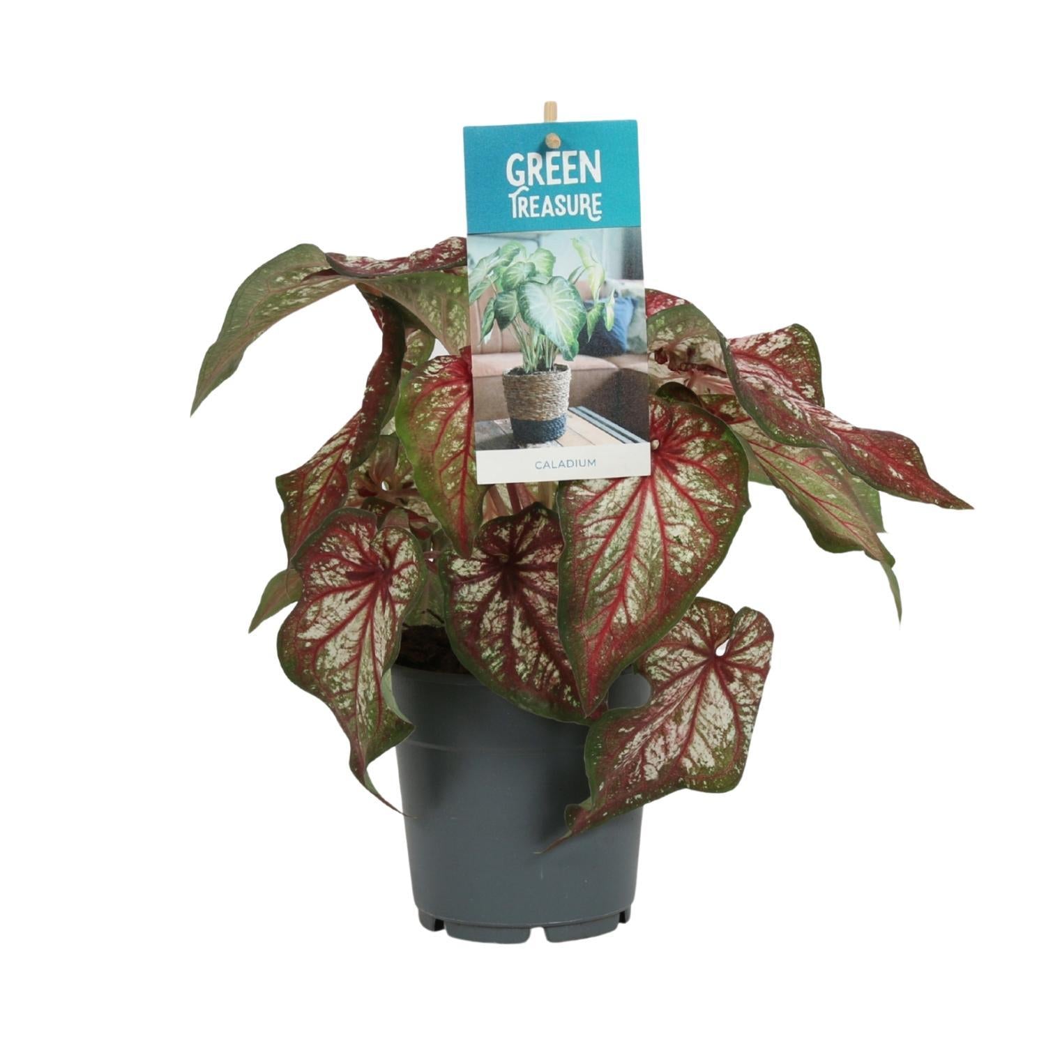 Caladium Bicolor - Ø12cm - ↕25cm